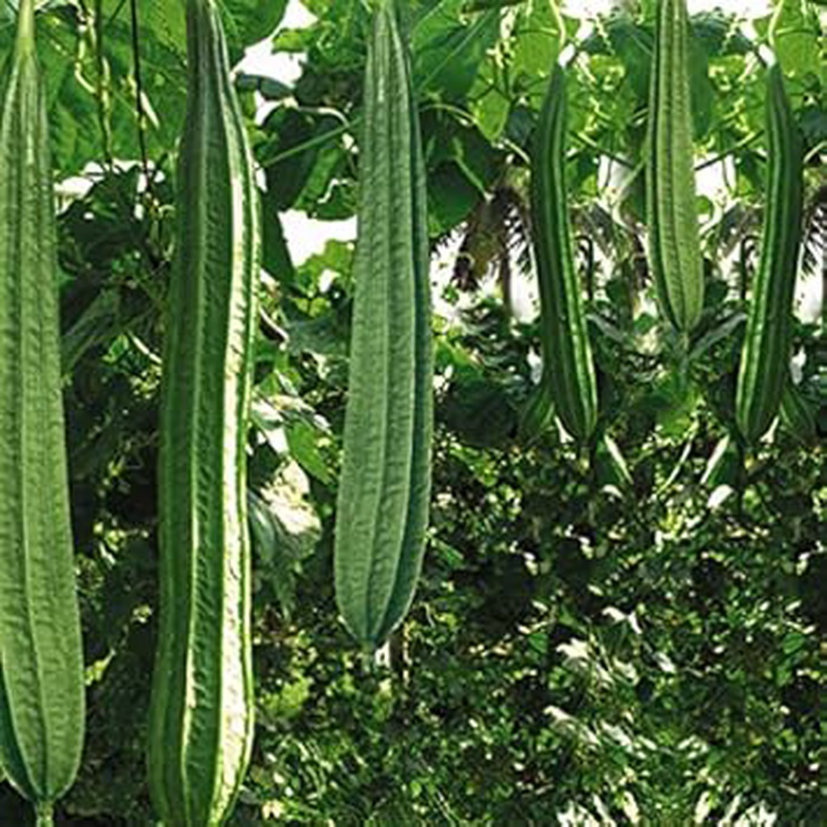 Acutangula Vegetable Seeds for Planting Heirloom & Non-GMO Organic Garden Seeds, High Germination