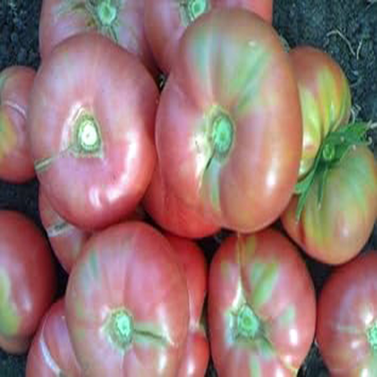 Baby Pink Tomato Seeds for Planting Heirloom, Non-GMO, High Germination Organic Garden Seeds for Sweet Tomatoes