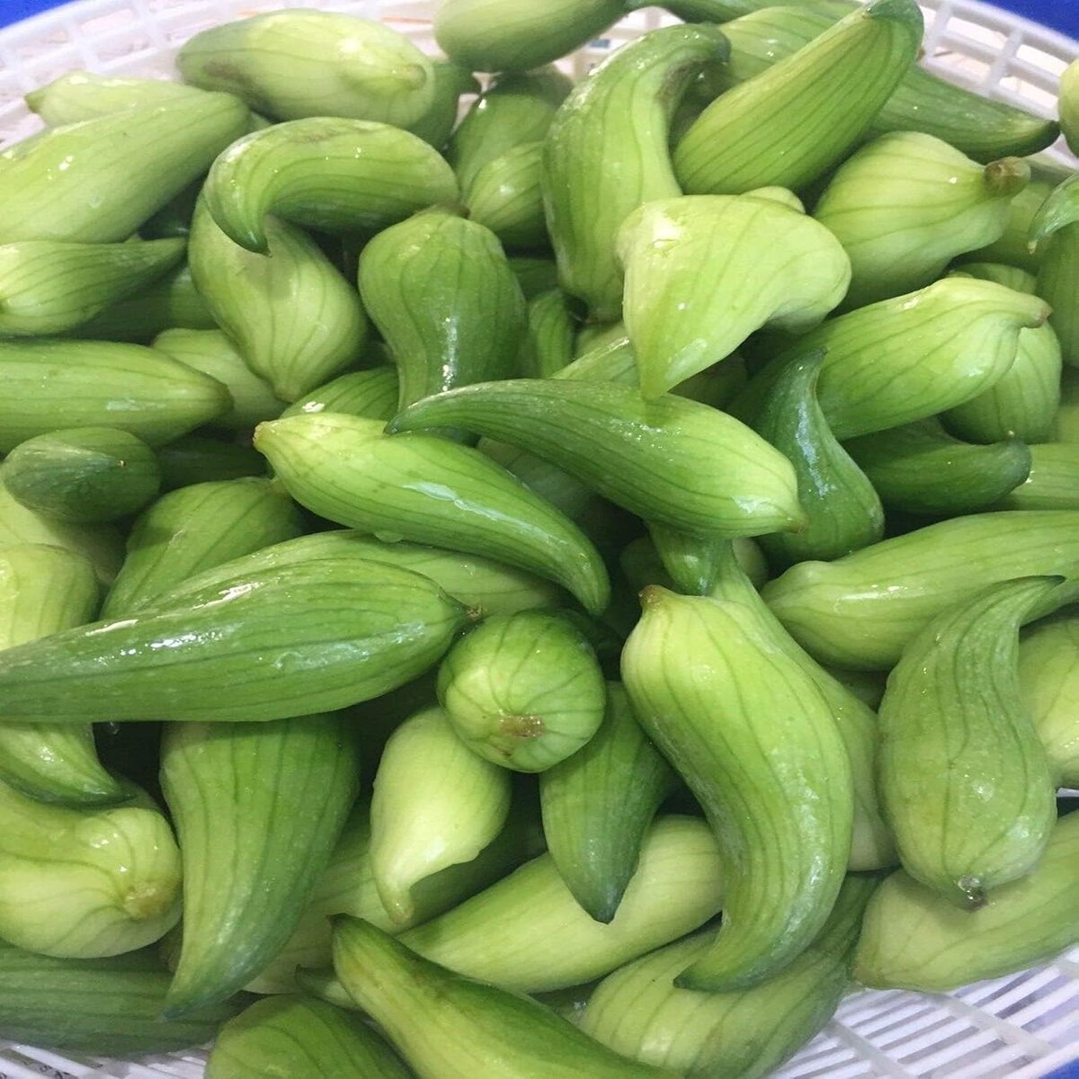 Cyclanthera Pedata Seeds for Planting Heirloom, Non-GMO, High Germination Organic Garden Seeds for Unique Edible Vines