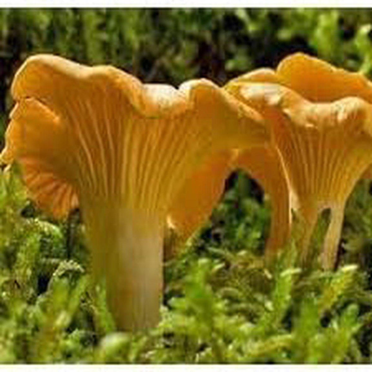 Girolle Mushroom Seeds for Planting Heirloom, Non-GMO, High Germination Organic Garden Seeds for Gourmet Mushrooms