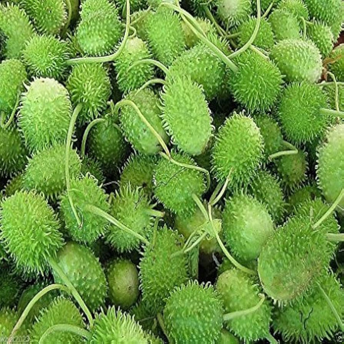 Green Cucumis Anguria Seeds for Planting Heirloom, Non-GMO, High Germination Organic Garden Seeds for Unique Gherkins
