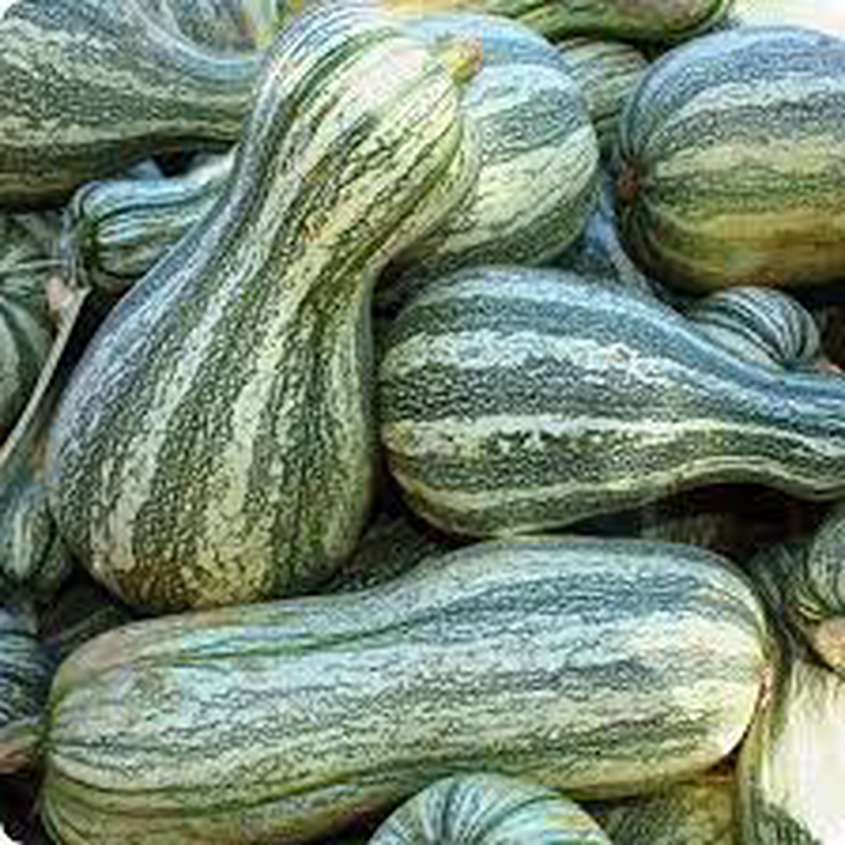 Green Cushaw Seeds for Planting Heirloom, Non-GMO, High Germination Organic Garden Seeds for Sweet Winter Squash