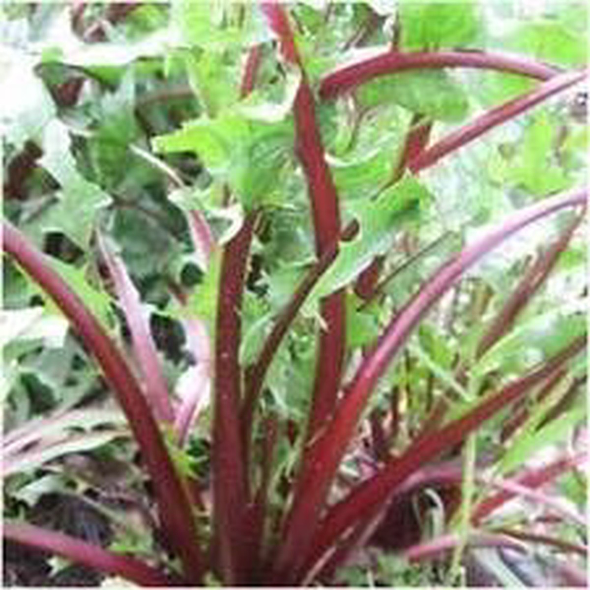 Green Intybus Vegetable Seeds for Planting Heirloom, Non-GMO, High Germination Organic Garden Seeds for Bitter Greens