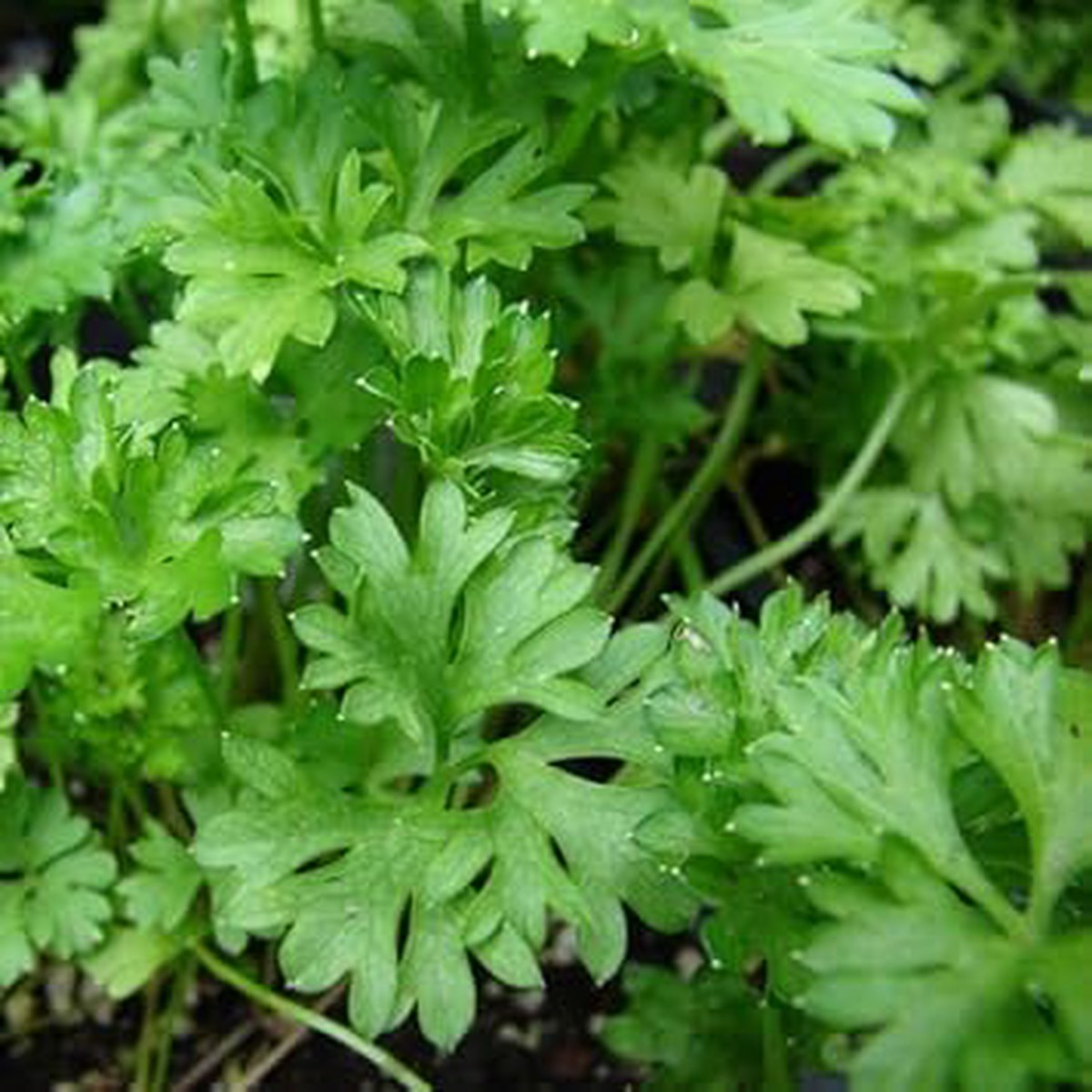 Green Petroselinum Crispum Seeds for Planting Heirloom, Non-GMO, High Germination Organic Garden Seeds for Parsley