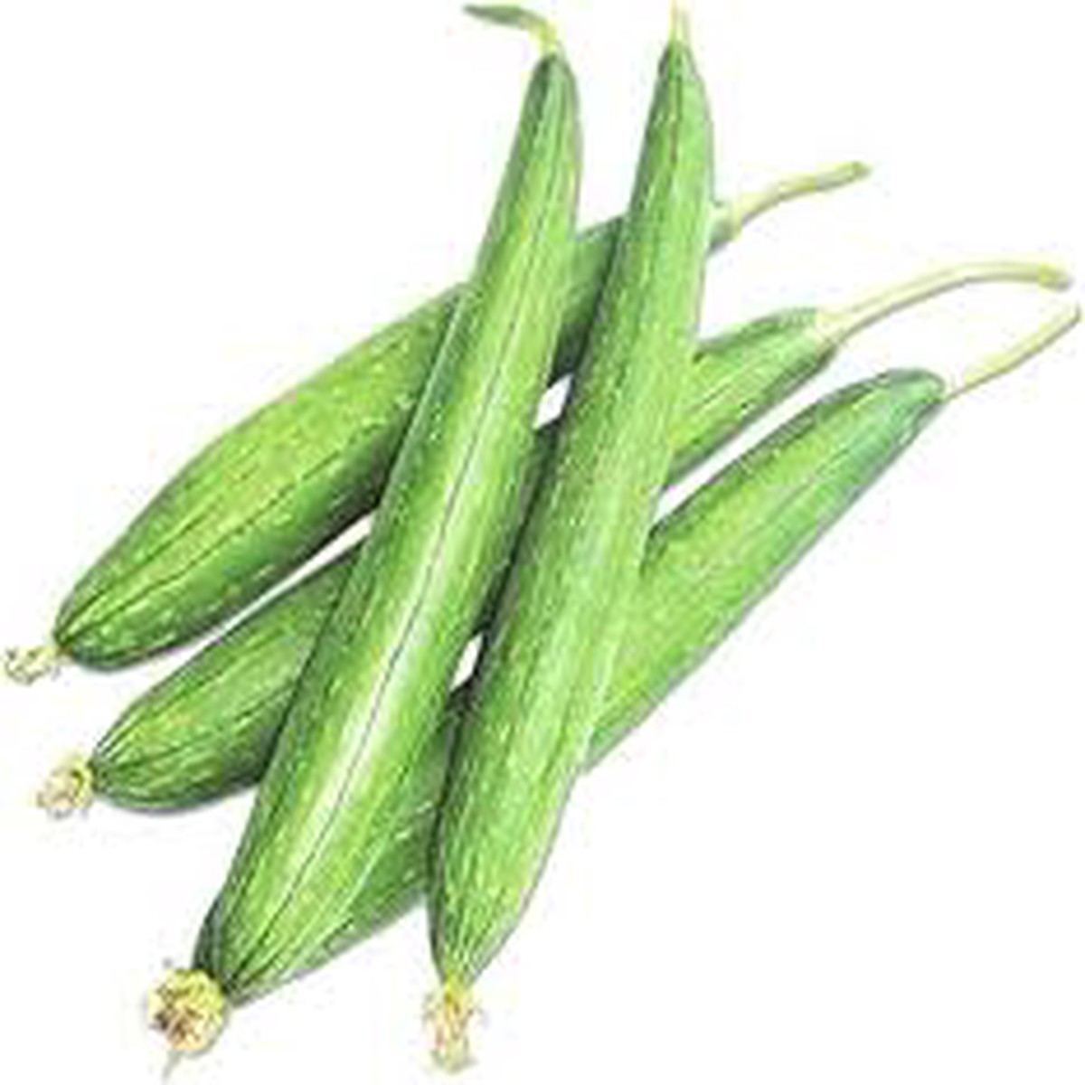 Green Sponge Gourd Seeds for Planting Heirloom, Non-GMO, High Germination Organic Garden Seeds for Delicious Vegetables