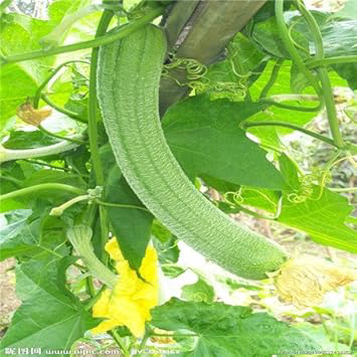 Green Sponge Vegetable Seeds for Planting Heirloom Non-GMO Organic Garden Seeds, High Germination