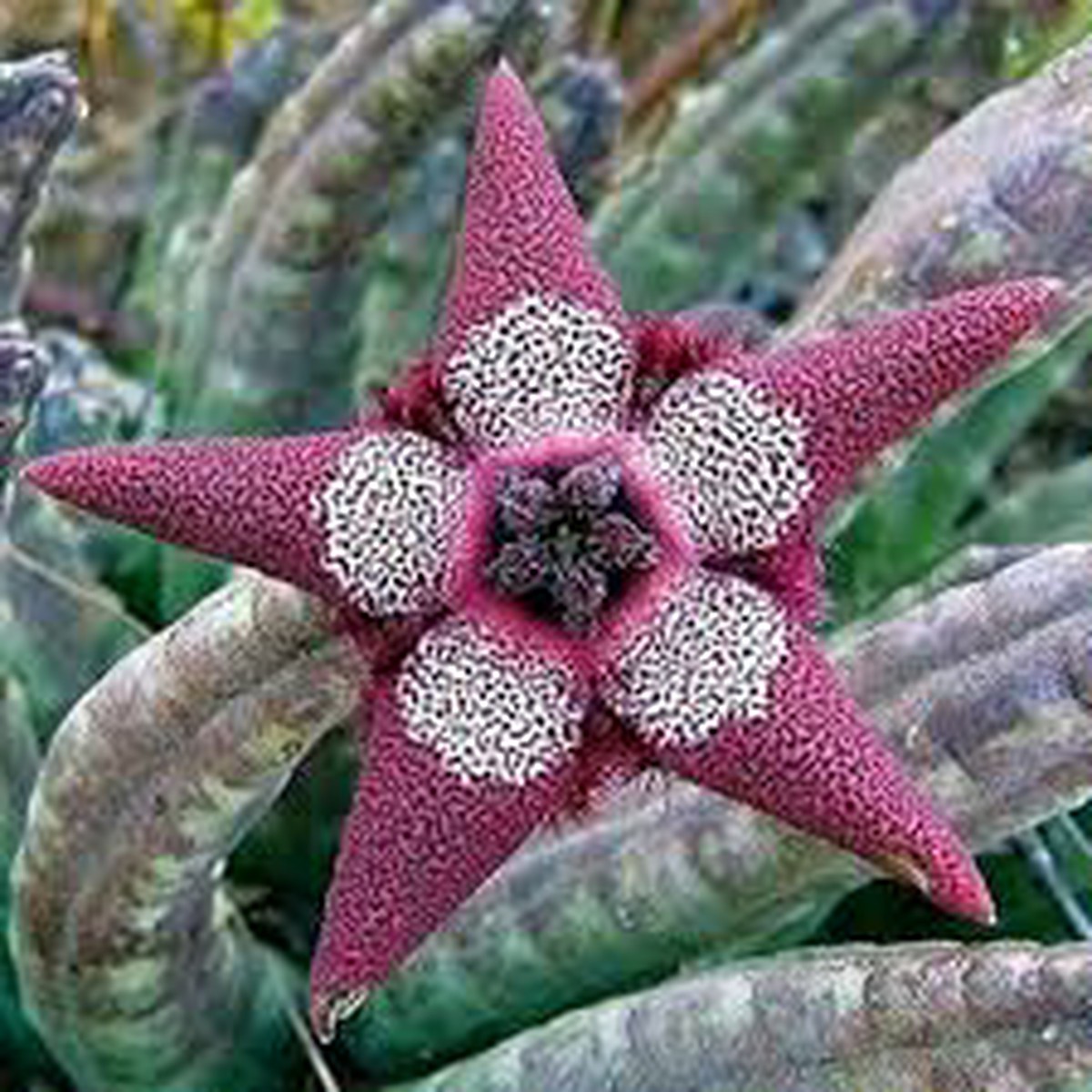 Green Stapelia Plant Seeds for Planting Heirloom & Non-GMO Organic Garden Seeds with High Germination