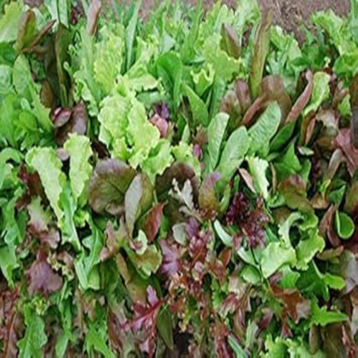 Mix Mesclun Seeds for Planting Heirloom, Non-GMO, High Germination Organic Garden Seeds for Fresh Salad Greens