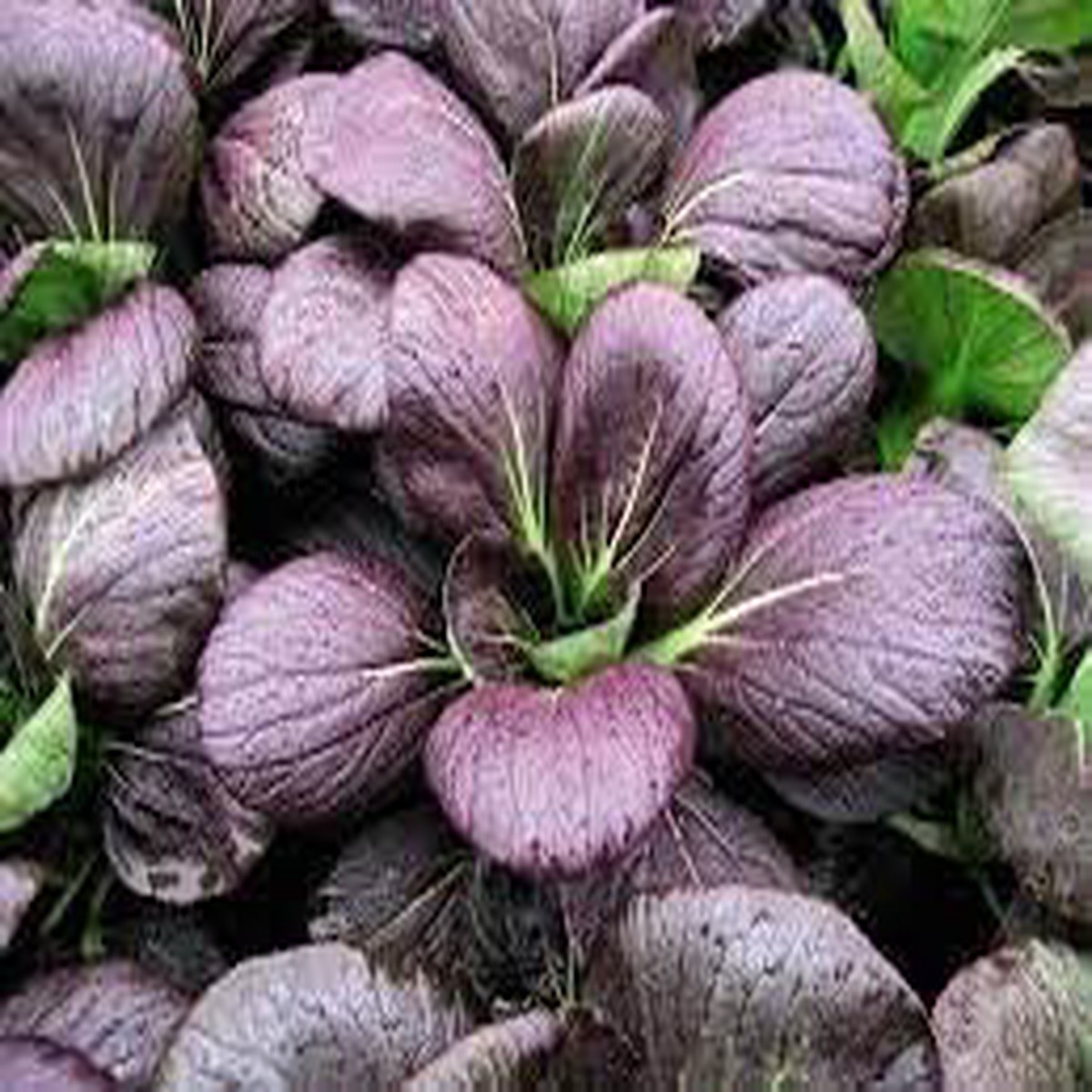 Pak Choi Seeds for Planting Heirloom, Non-GMO, High Germination Organic Garden Seeds for Crisp Asian Greens
