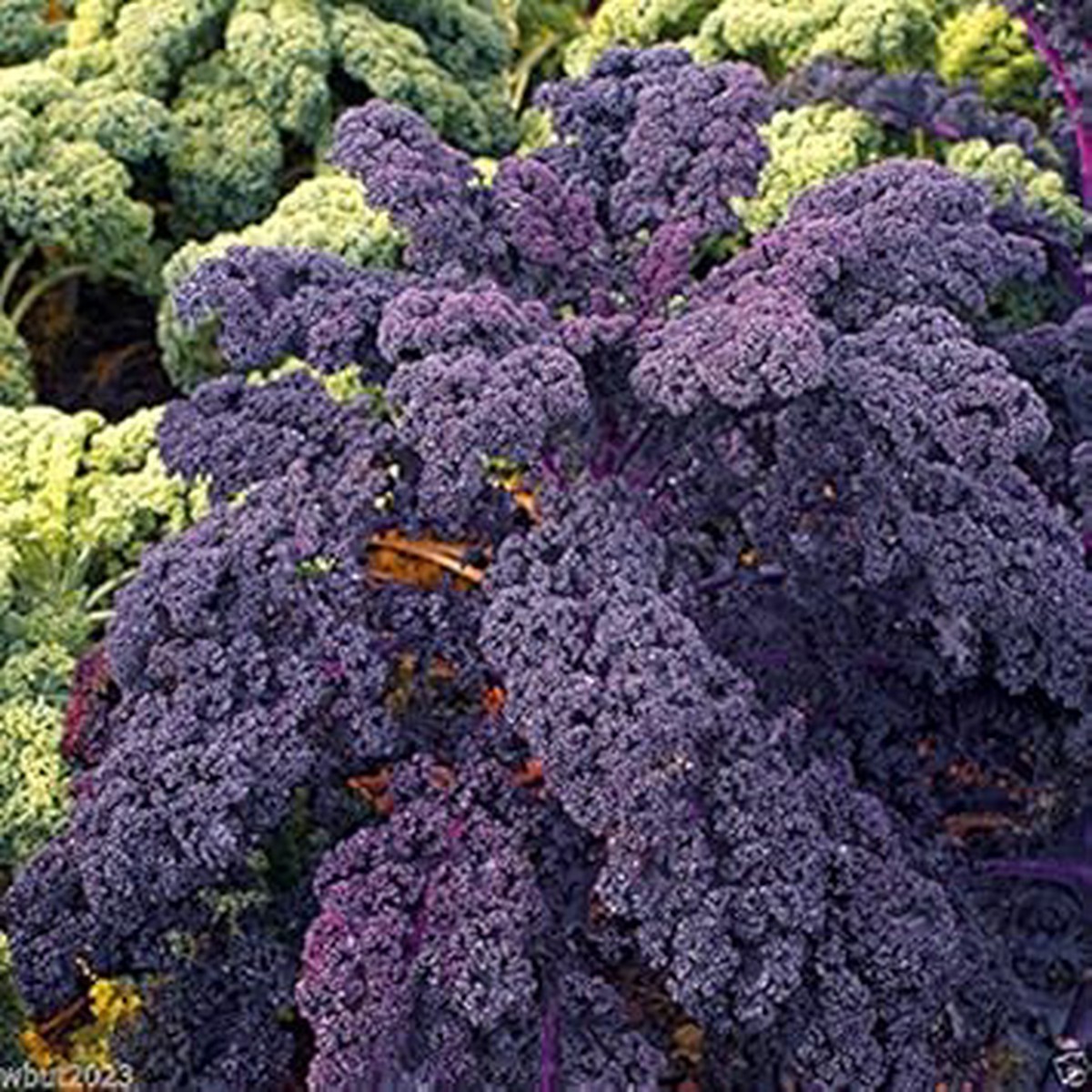 Purple Scarlet Kale Seeds for Planting Heirloom, Non-GMO, High Germination Organic Garden Seeds for Nutritious Greens