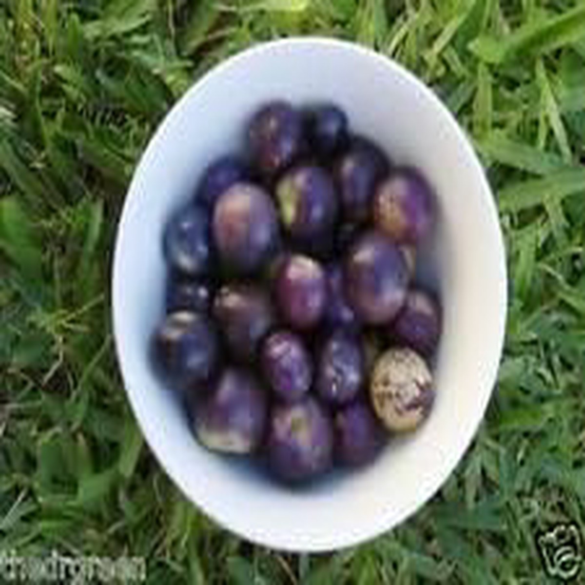 Purple Tomatillo Vegetable Seeds for Planting Heirloom, Non-GMO, High Germination Organic Garden Seeds