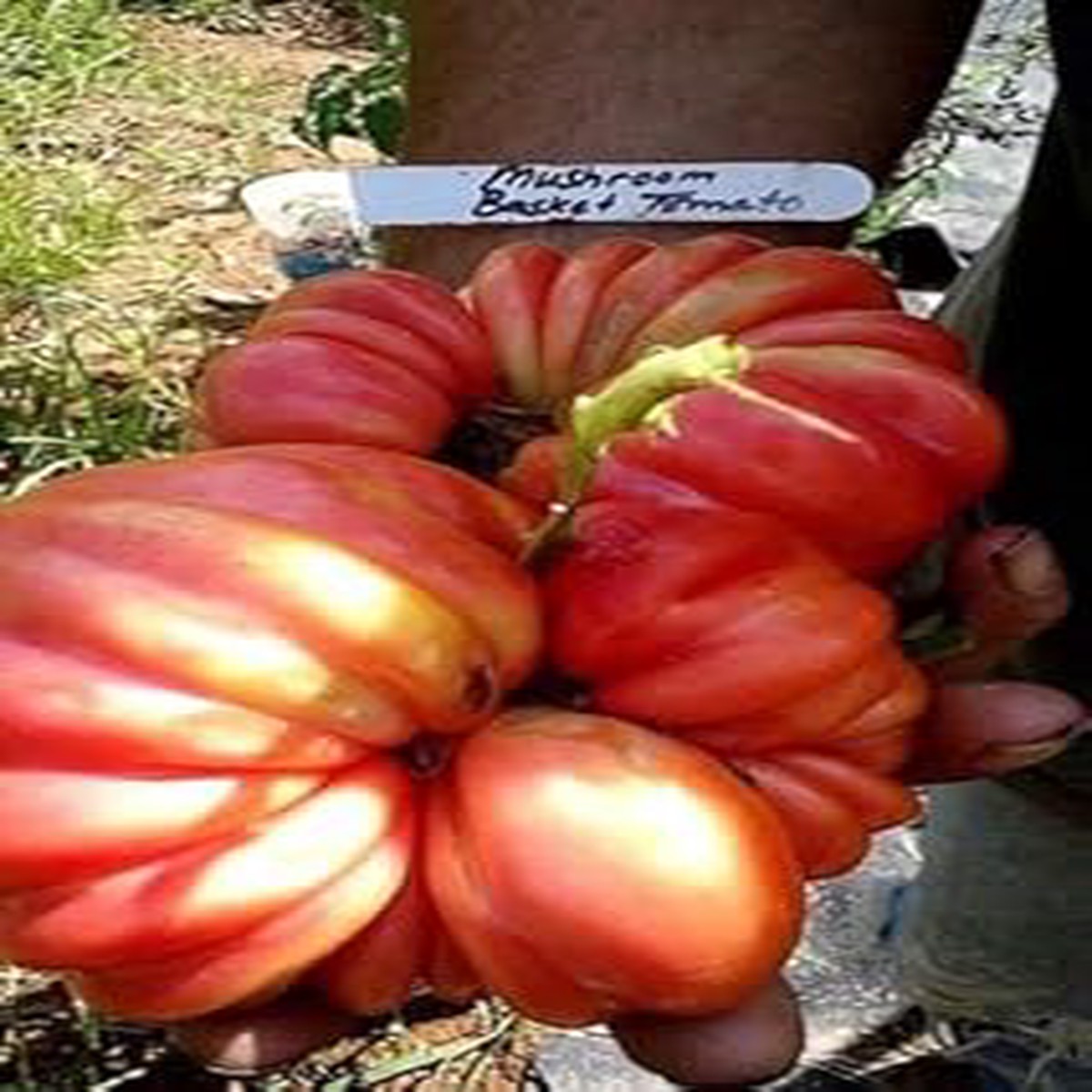 Red Beefsteak Tomato Vegetable Seeds for Planting Heirloom Non-GMO Organic Garden Seeds, High Germination