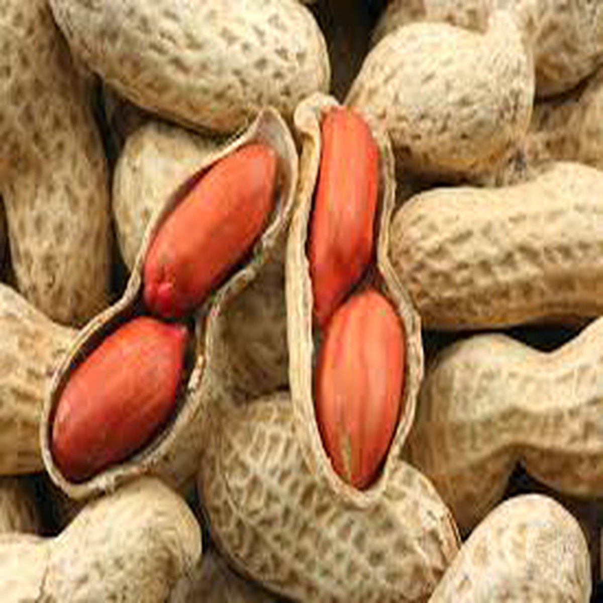 Spanish Peanut Vegetable Seeds for Planting Heirloom, Non-GMO, High Germination Organic Garden Seeds