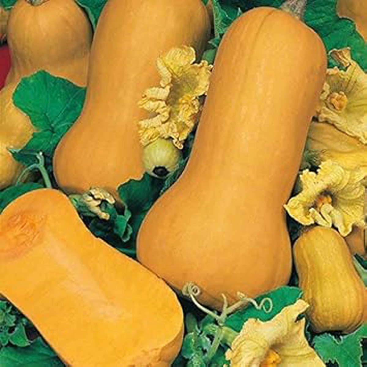 Yellow Butternut Seeds for Planting Heirloom, Non-GMO, Organic Garden Seeds, High Germination Winter Squash