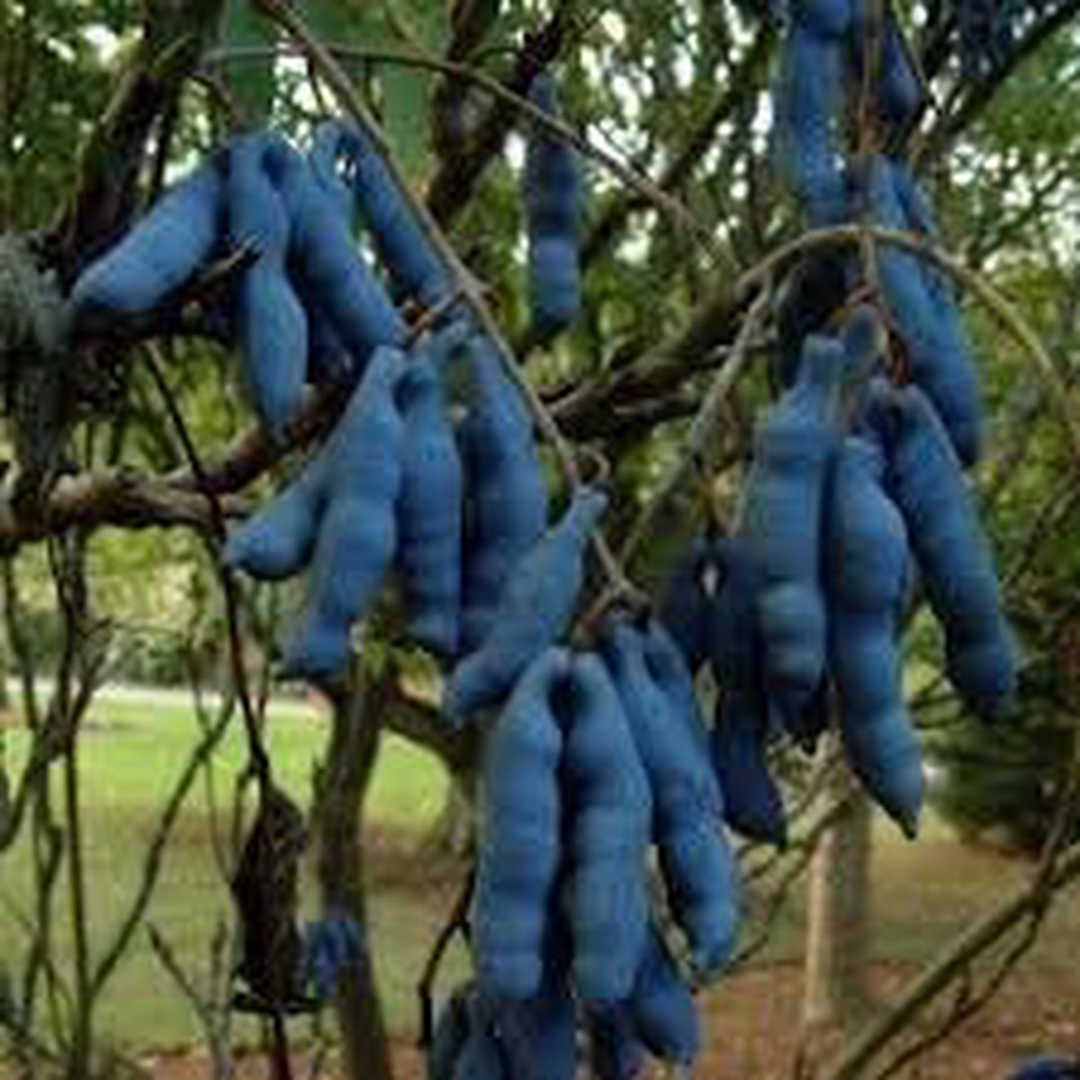 Blue Sausage Plant Seeds for Planting Heirloom, Non-GMO, Organic Garden Seeds with High Germination
