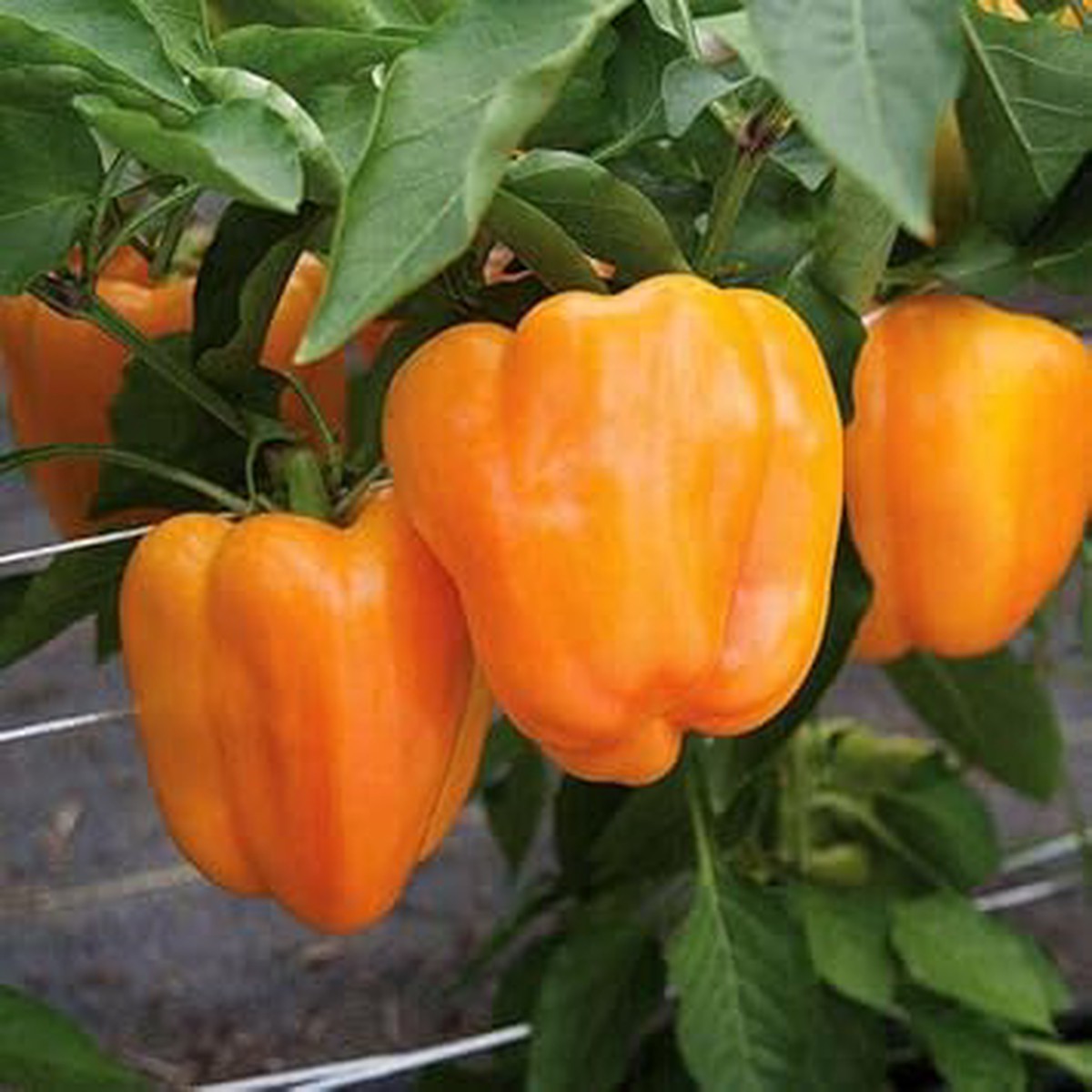 Chili Habanero Vegetable Seeds for Planting Heirloom, Non-GMO, Organic Garden Seeds with High Germination