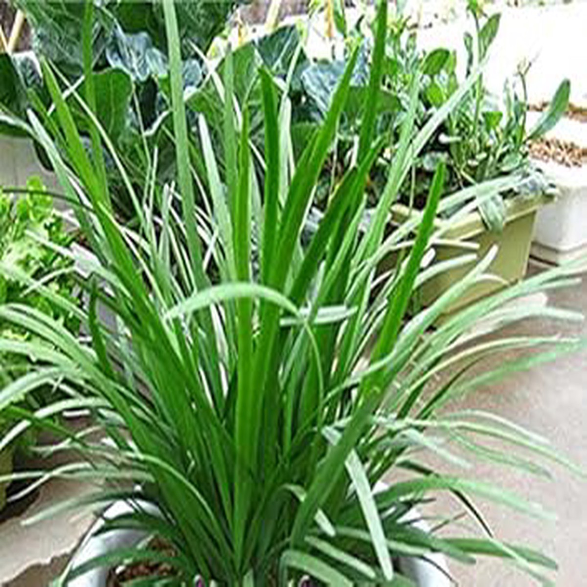 Chive Vegetable Seeds for Planting Heirloom, Non-GMO, High Germination Organic Garden Seeds for Fresh Herbs