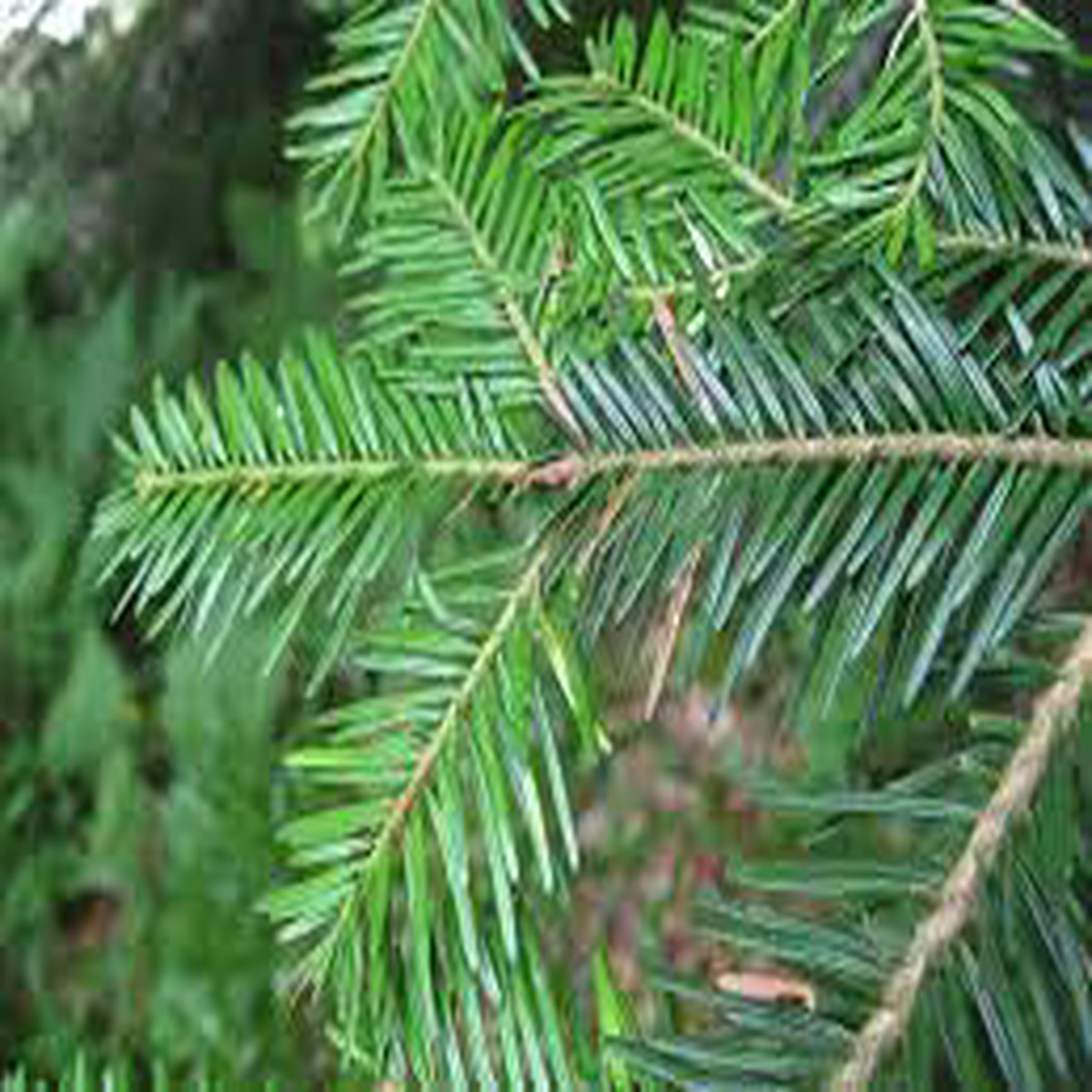 Green Abies Alba Seeds for Planting Heirloom, Non-GMO, High Germination Organic Garden Seeds for Ornamental Evergreen Trees