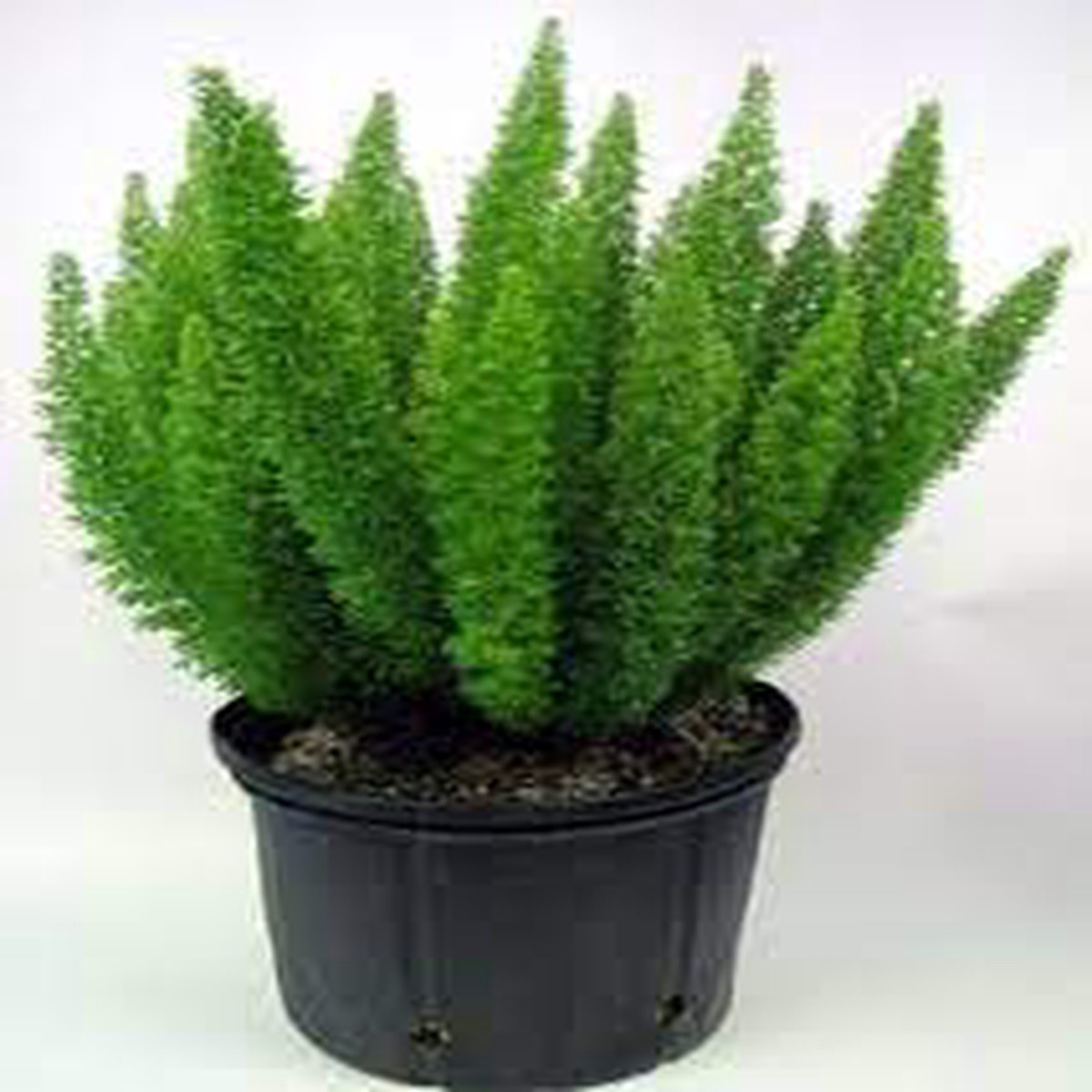 Green Asparagus Fern Plant Seeds for Planting - Heirloom Non GMO Easy to Grow Indoor Outdoor Ornamental Seeds