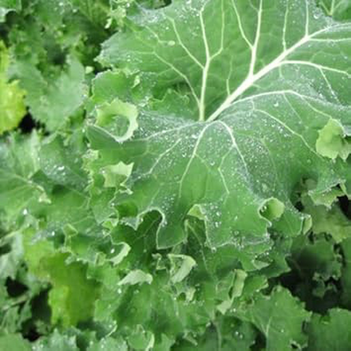 Green Siberian Kale Plant Seeds for Planting Heirloom Non-GMO Organic Garden Seeds, High Germination
