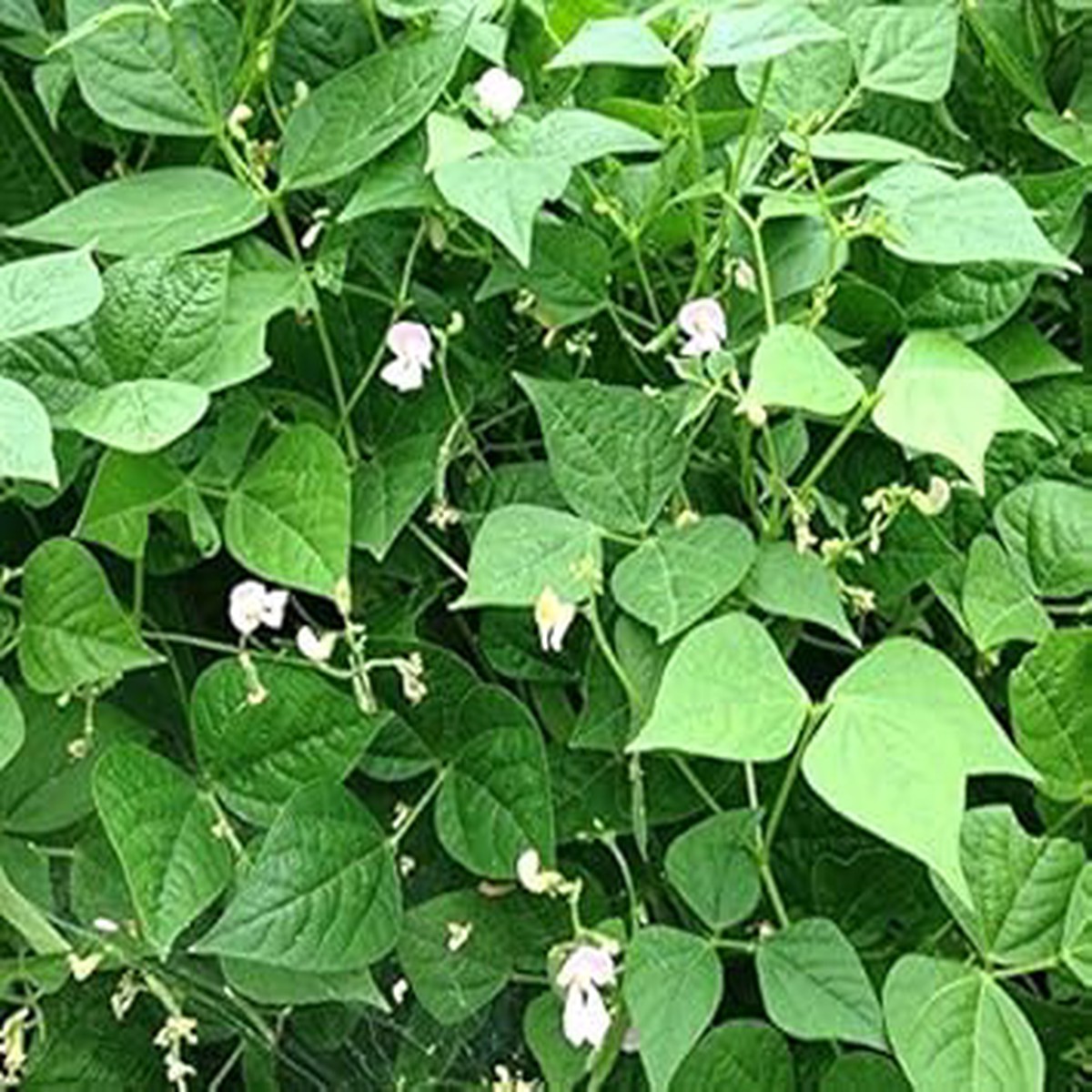 Green Tepary Bean Seeds for Planting Heirloom, Non-GMO, High Germination Organic Garden Seeds for Drought-Tolerant Growing
