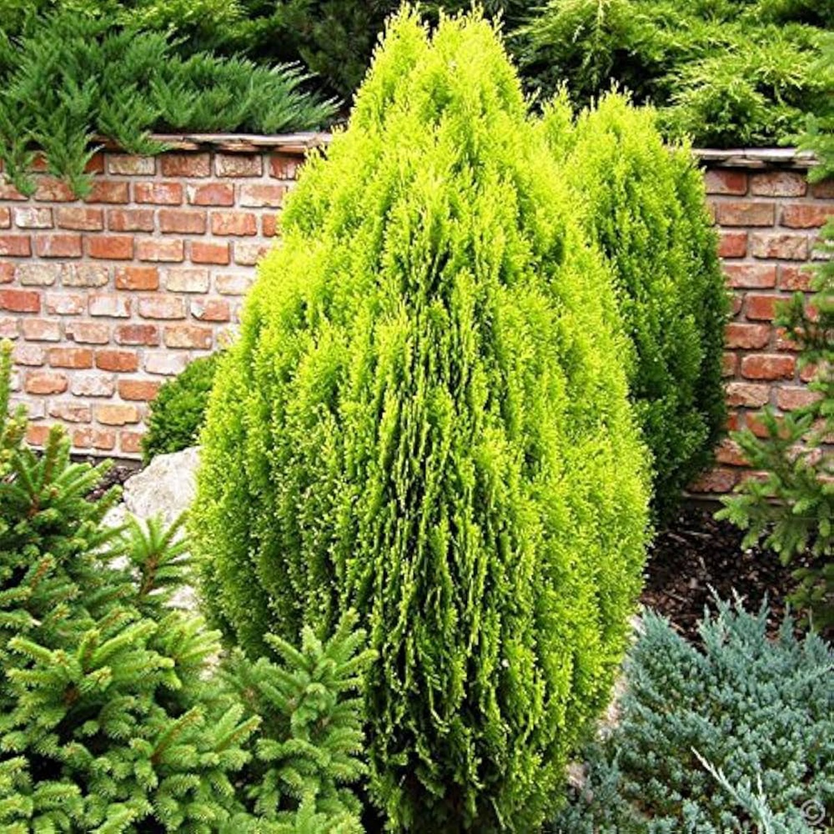 Green Thuja Orientalis Seeds for Planting Heirloom, Non-GMO, High Germination Organic Garden Seeds for Ornamental Plants