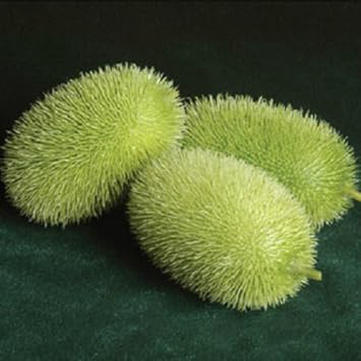Green Wooly Bear Gourd Seeds for Planting Heirloom, Non-GMO, High Germination Organic Garden Seeds for Unique Gourds