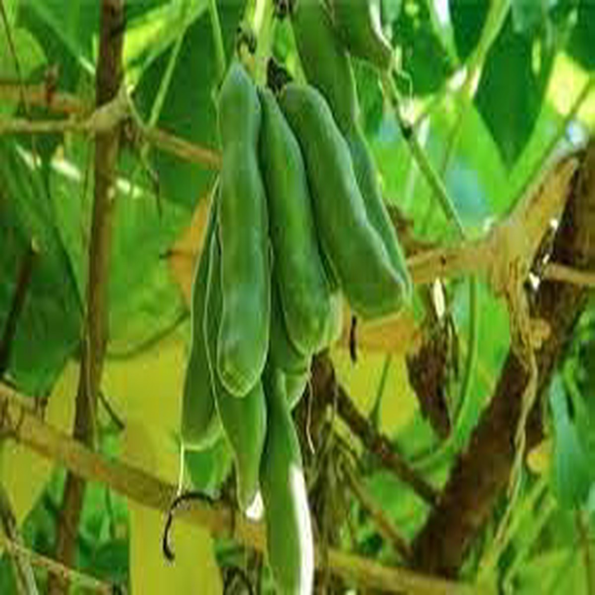 Mucuna Vegetable Seeds for Planting Heirloom & Non-GMO Organic Garden Seeds with High Germination