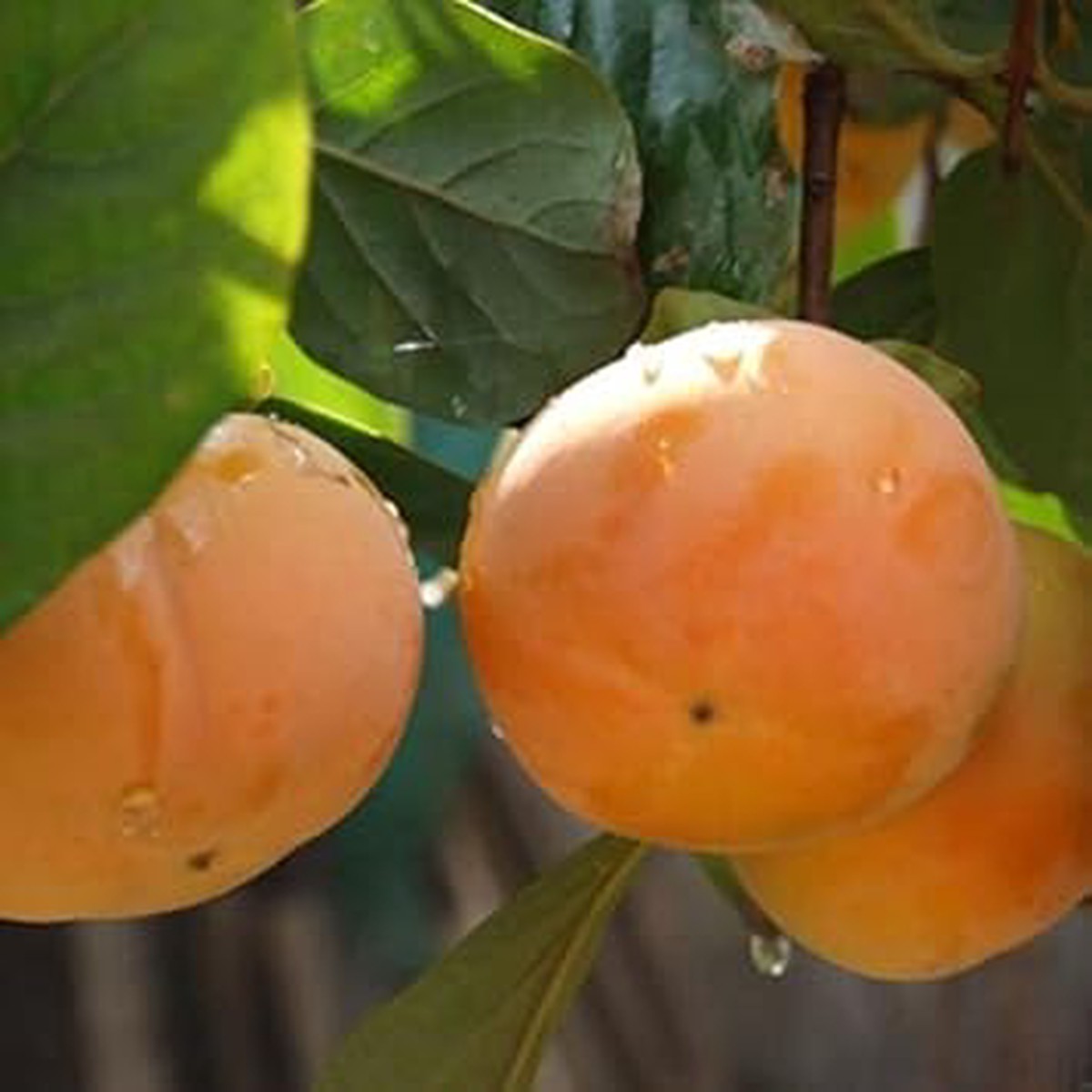 Orange Diospyros Seeds for Planting Heirloom, Non-GMO, High Germination Organic Garden Seeds for Unique Fruit Trees