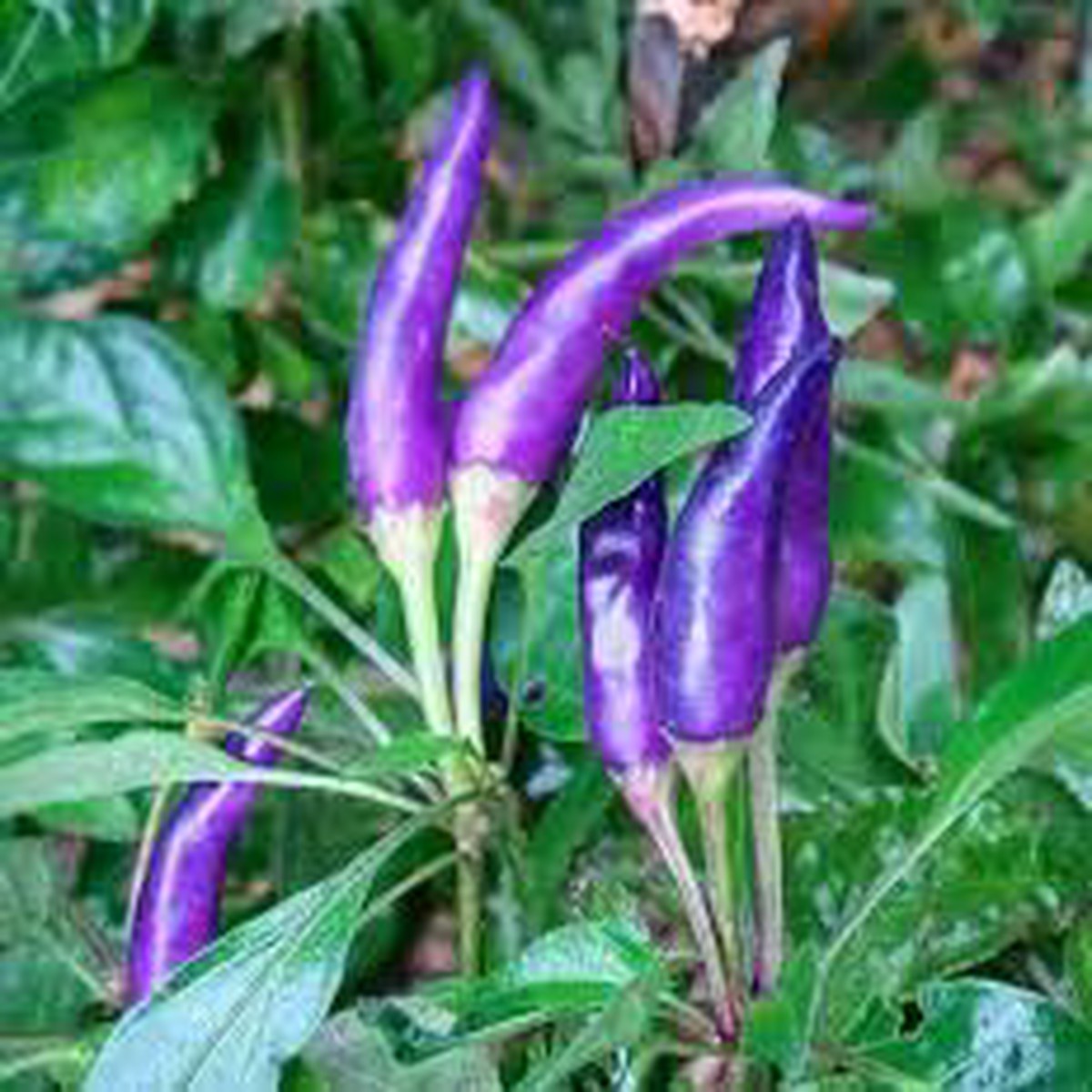 Purple Chili Vegetable Seeds for Planting Heirloom, Non-GMO, Organic Garden Seeds with High Germination