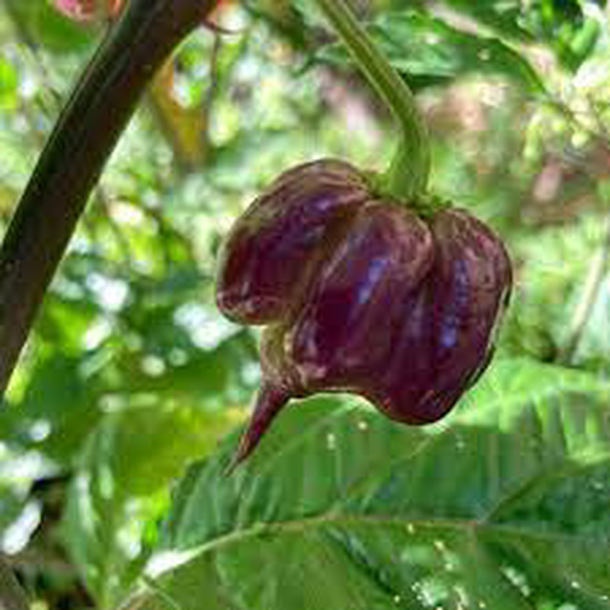 Purple Death Pepper Seeds for Planting Heirloom, Non-GMO, Organic Garden Seeds with High Germination