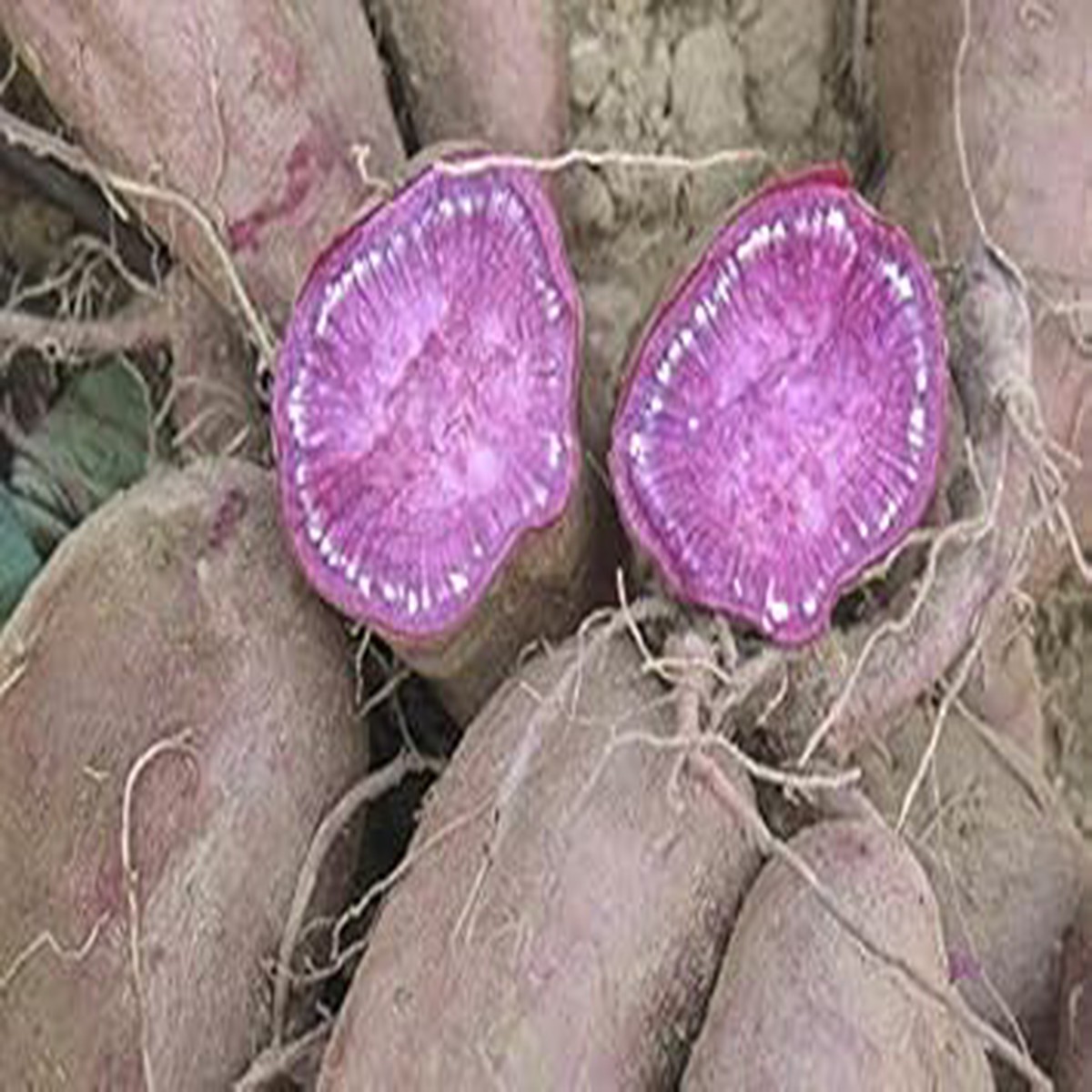 Purple Sweet Potato Seeds for Planting Heirloom, Non-GMO, High Germination Organic Garden Seeds for Nutrient-Rich Tubers