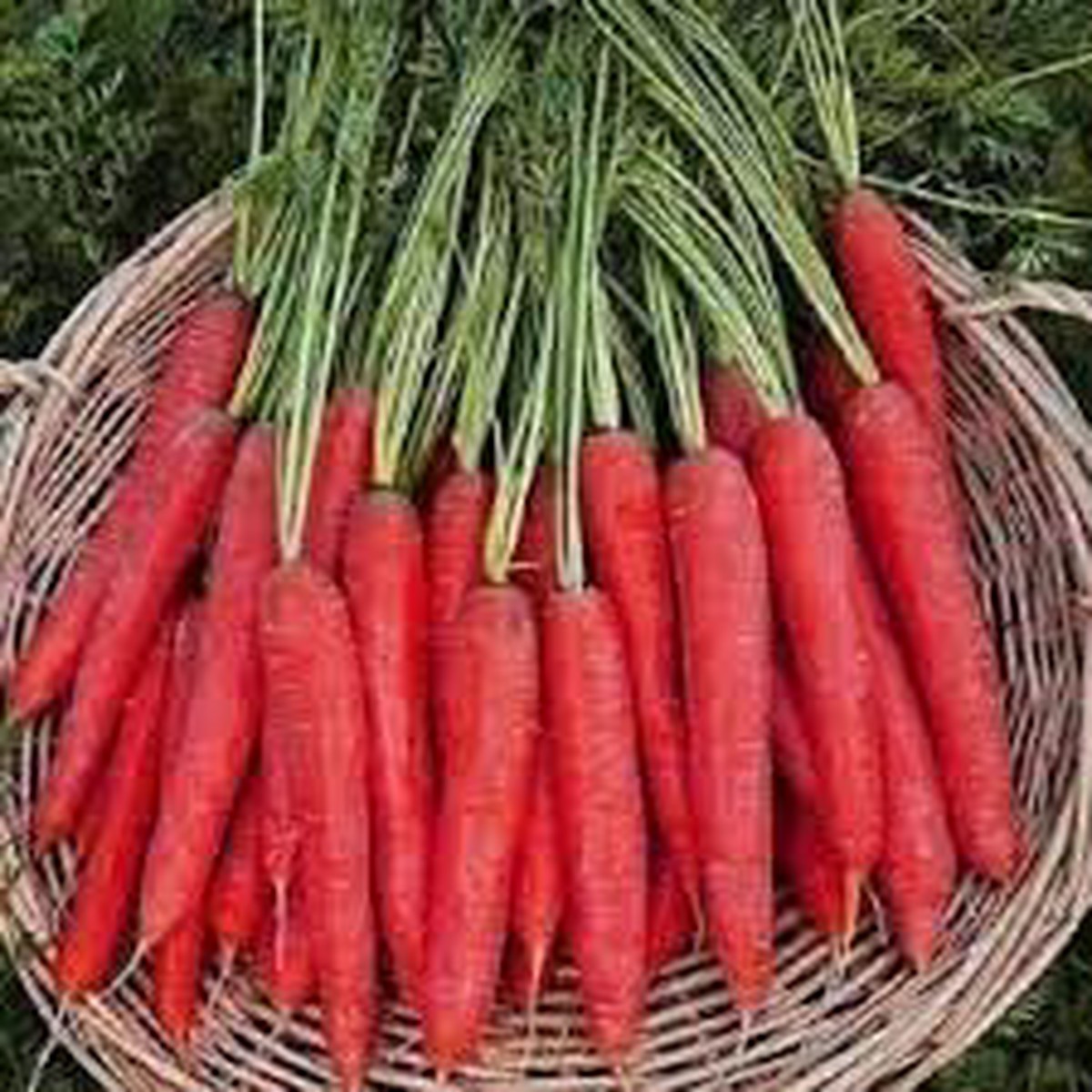 Red Carrot Seeds for Planting - Heirloom, Non-GMO, Organic Garden Seeds, High Germination