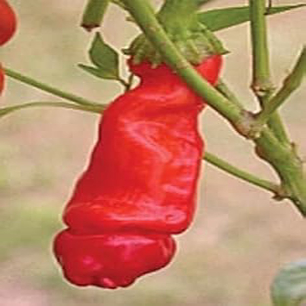 Red Chili Willy (Peter Pepper) Vegetable Seeds for Planting Heirloom, Non-GMO, High Germination Organic Seeds
