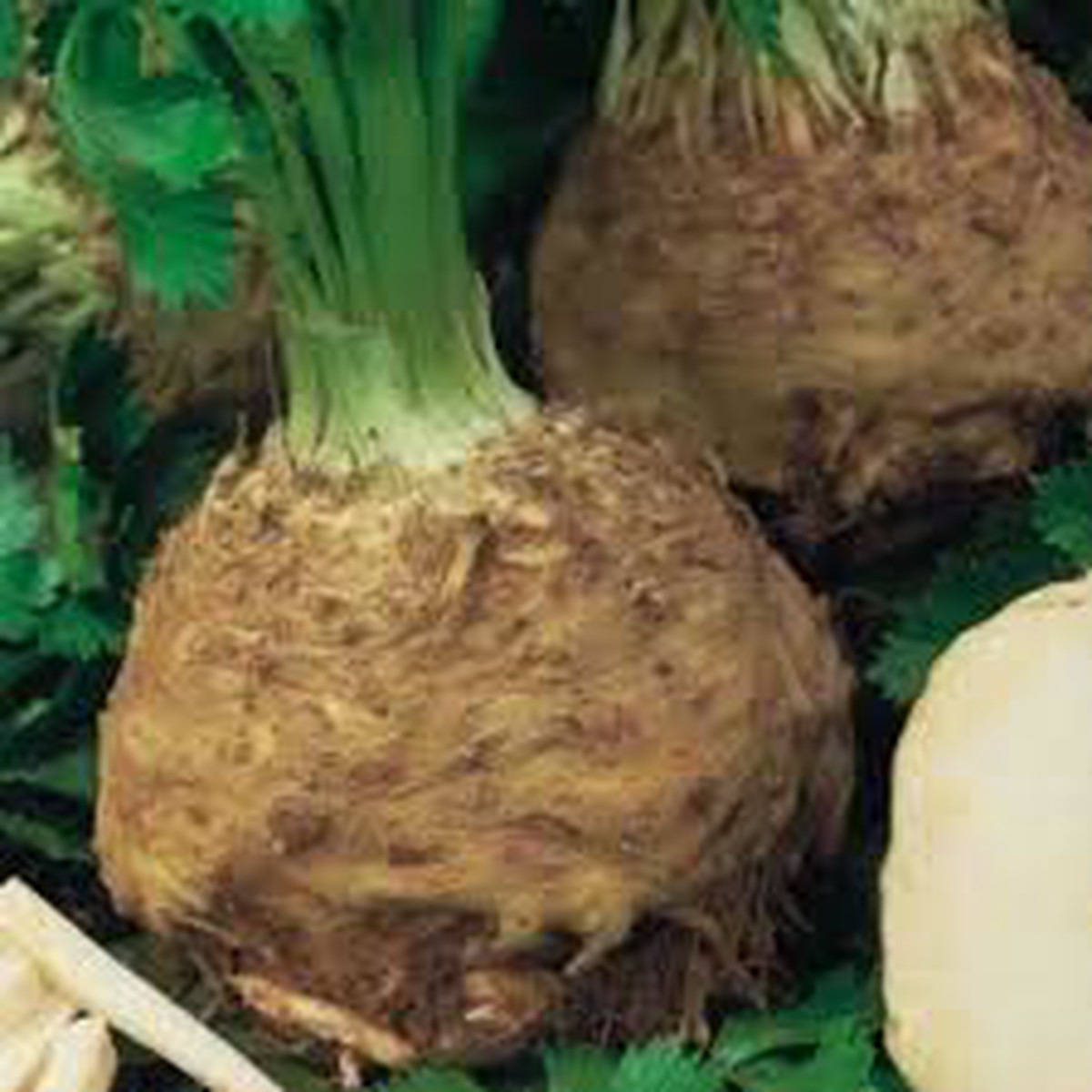 Brown Celeriac Seeds for Planting Heirloom, Non-GMO, High Germination Organic Garden Seeds