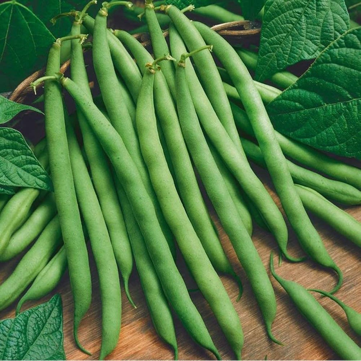 Bush Bean Seeds for Planting High Yield, Non-GMO Vegetable Seeds for Home Garden and Backyard Farming