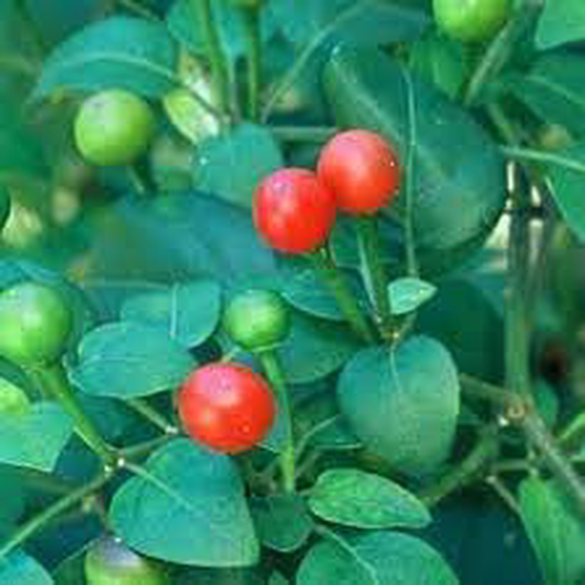 Chiltepn Pepper Vegetable Seeds for Planting Heirloom, Non-GMO, High Germination, Organic Garden Seeds