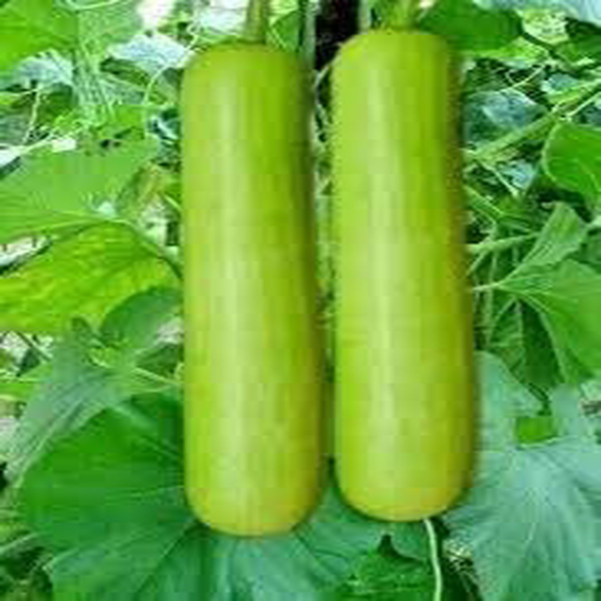 Flaschenkrbis Seeds for Planting Heirloom & Non-GMO, High Germination Organic Garden Seeds