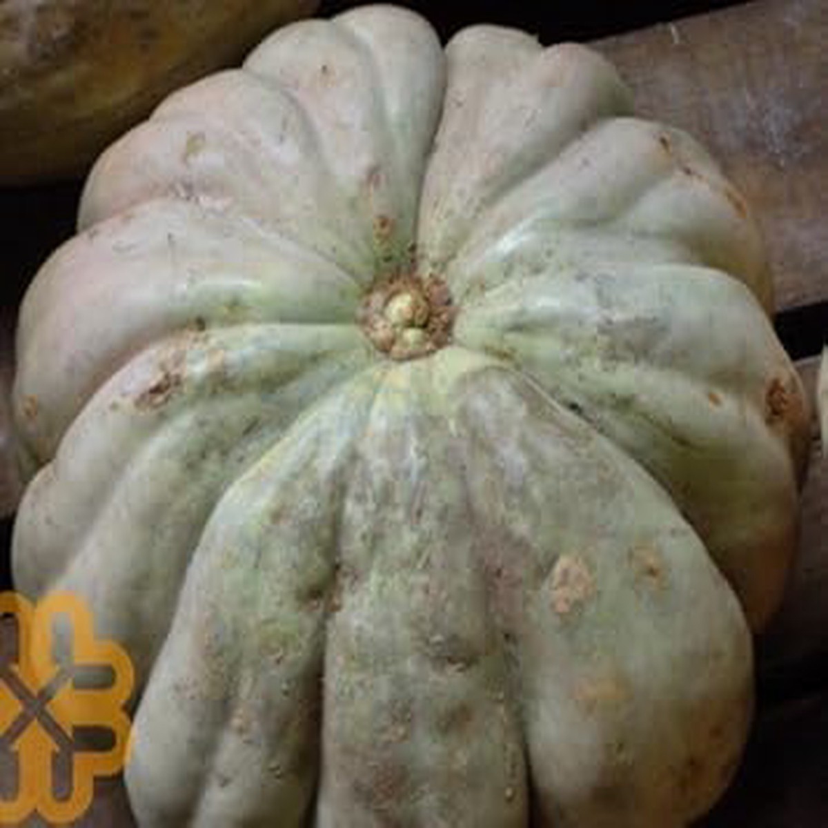 Gray Zapallo Plomo Seeds for Planting Heirloom & Non-GMO High Germination Organic Garden Seeds