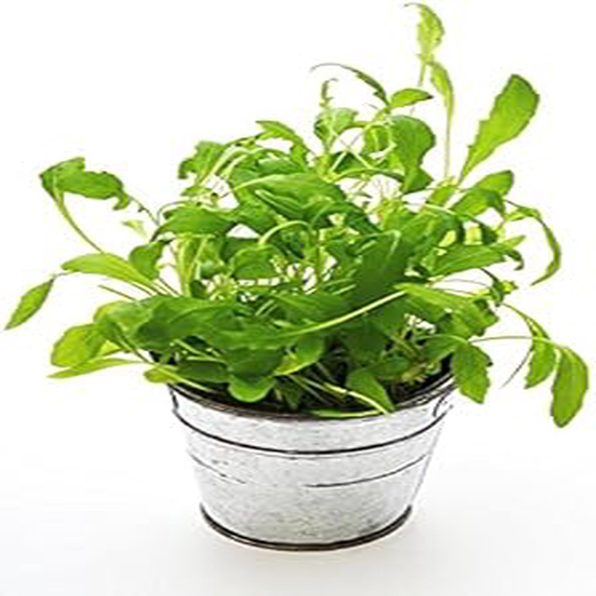 Green Rocket Salad Seeds for Planting Heirloom & Non-GMO High Germination Organic Garden Seeds