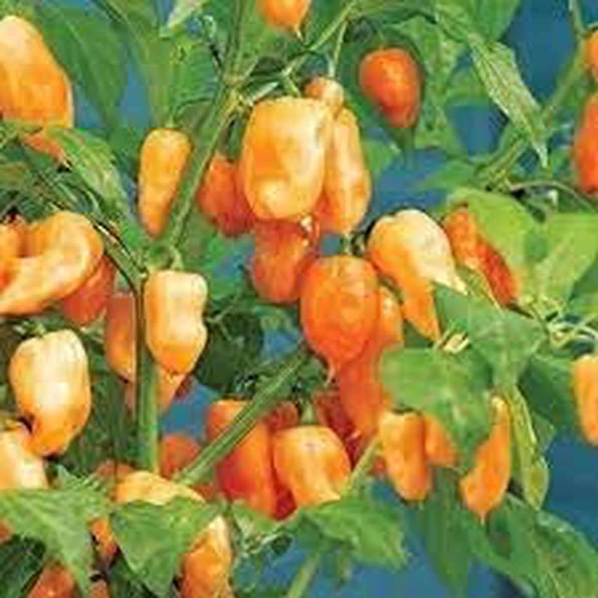 Habanero Chili Seeds for Planting Heirloom, Non-GMO, High Germination, Organic Garden Seeds
