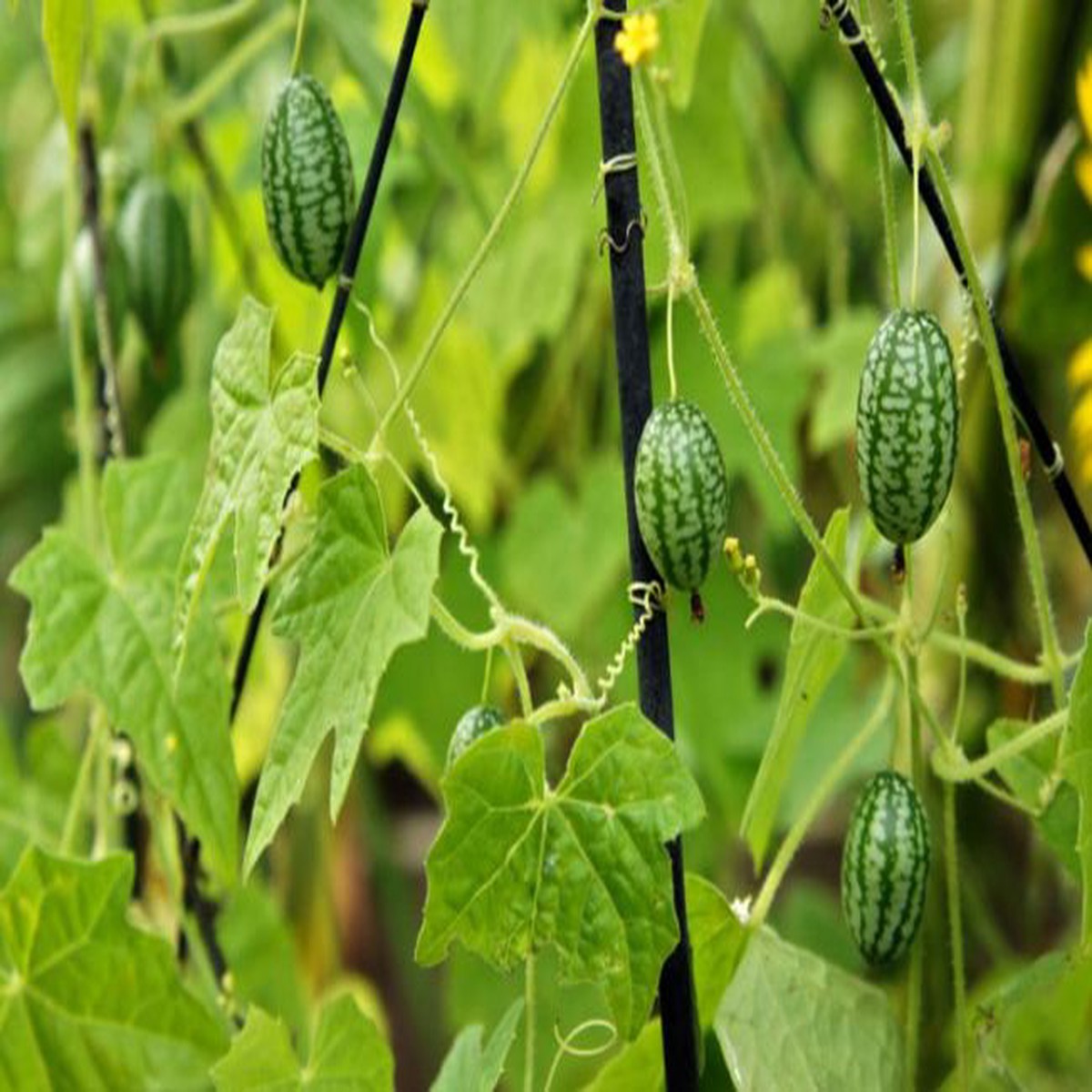 Heirloom Non-GMO Cucamelon Seeds (Green Scabra) for Planting | Organic Garden High Germination Seeds