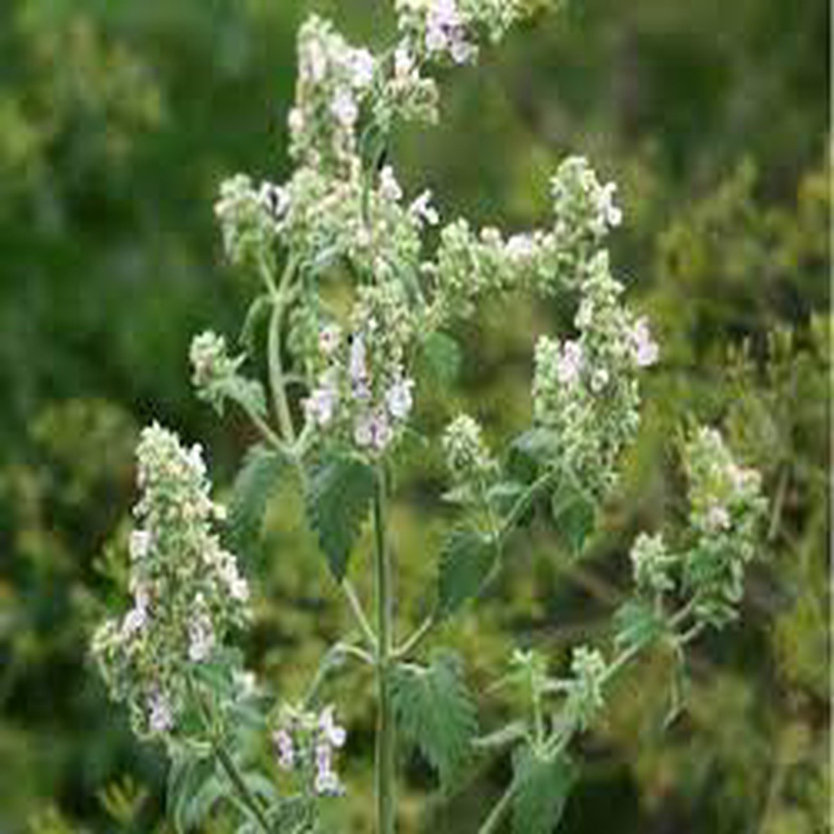 Lemon Catnip (Nepeta citriodora) Herb Seeds for Planting Heirloom & Non-GMO Organic Garden Seeds
