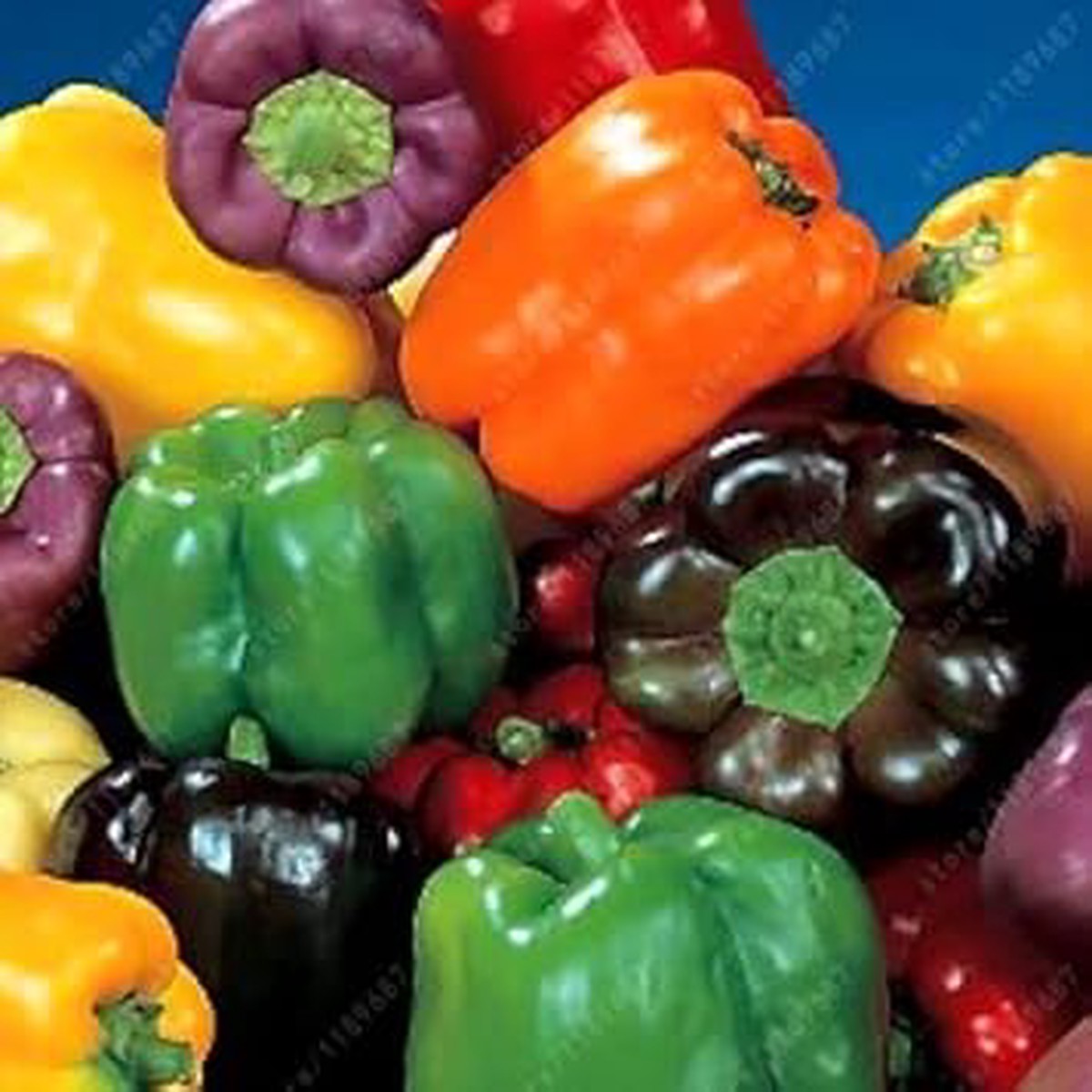 Multi-Colored Pepper Seeds for Planting Heirloom & Non-GMO High Germination Organic Garden Seeds