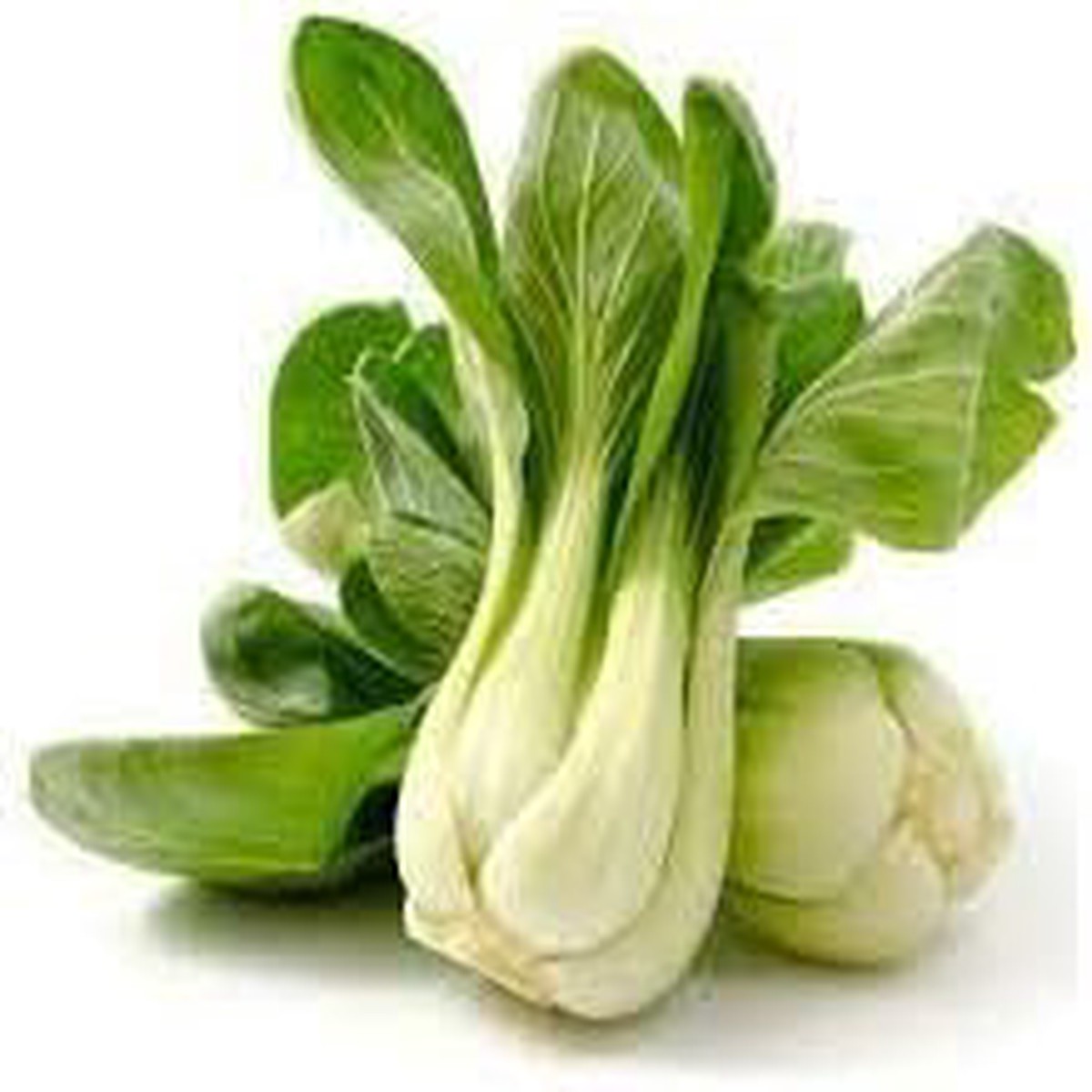 Pak Choi Seeds for Planting Heirloom Non-GMO, High Germination Organic Garden Seeds
