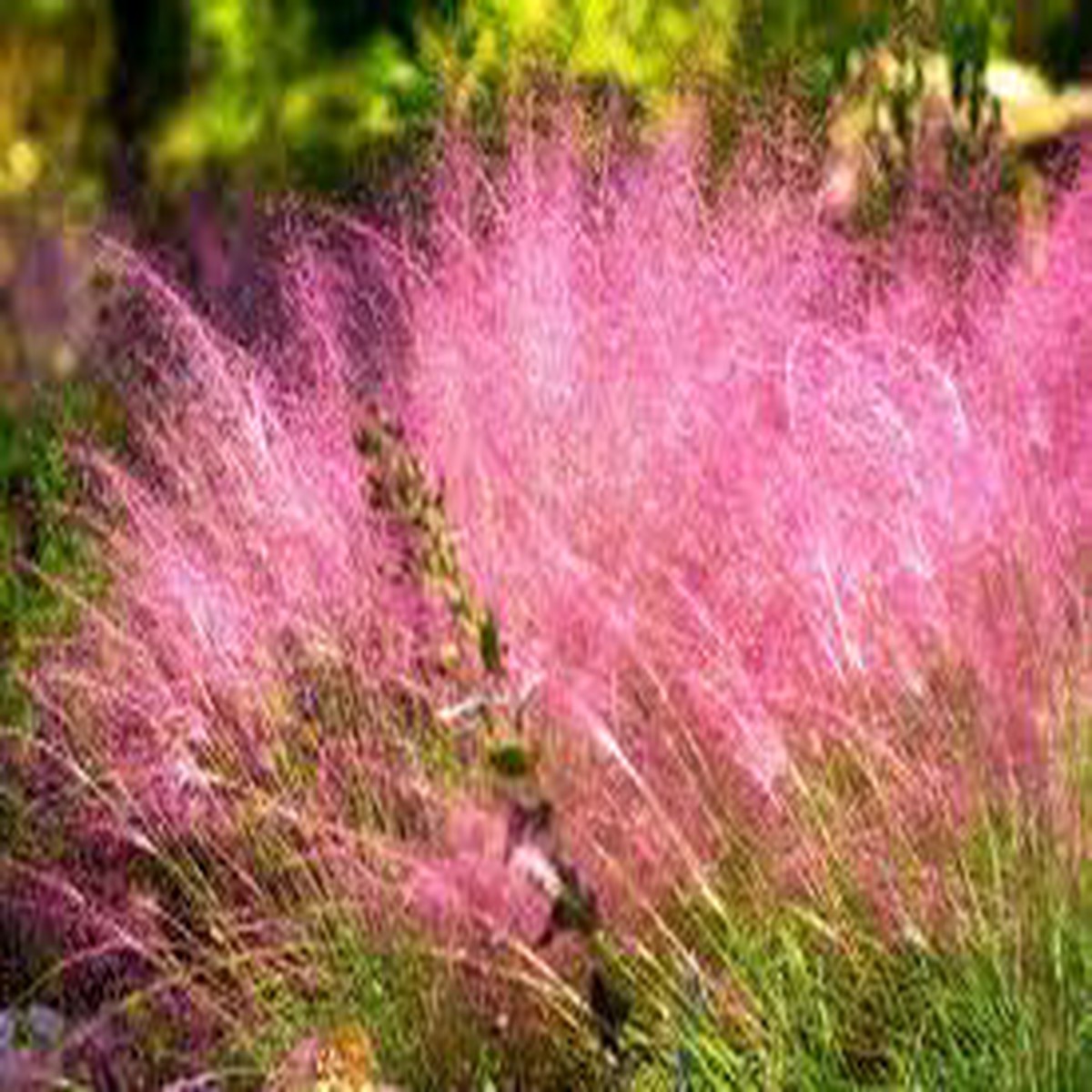 Purple Hairawn Muhly Plant Seeds for Planting 100 pcs Heirloom, Non-GMO, High Germination Organic Garden Seeds