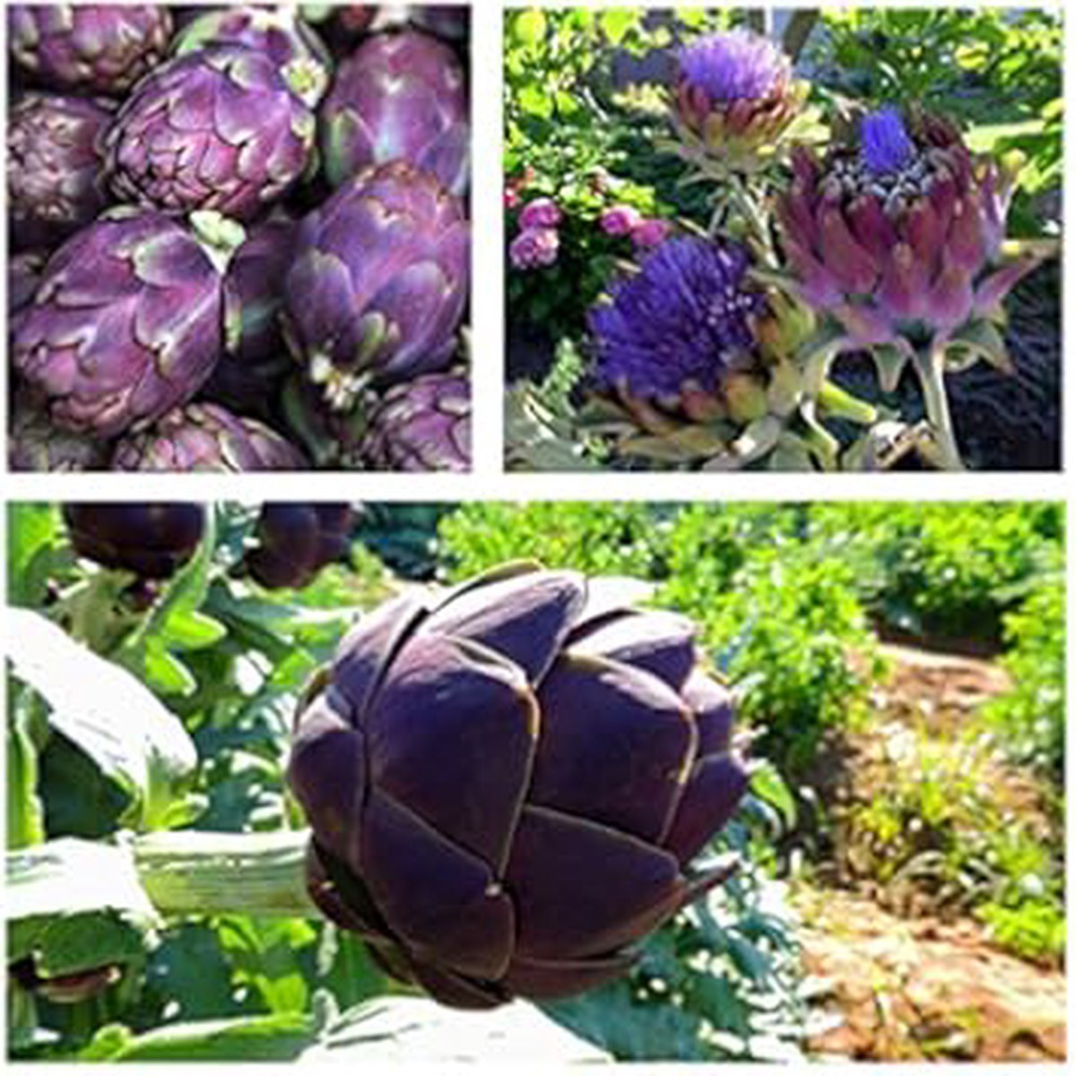 Purple Romagna Plant Seeds for Planting Heirloom, Non-GMO, High Germination Organic Garden Seeds for Vibrant Gardens