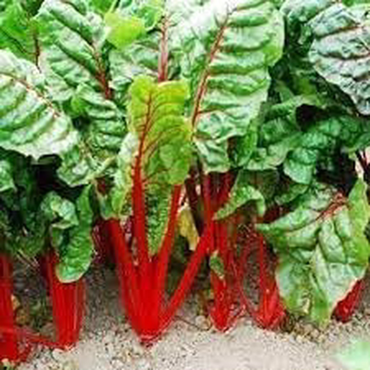 Rhubarb Seeds for Planting Heirloom & Non-GMO High Germination Organic Garden Seeds