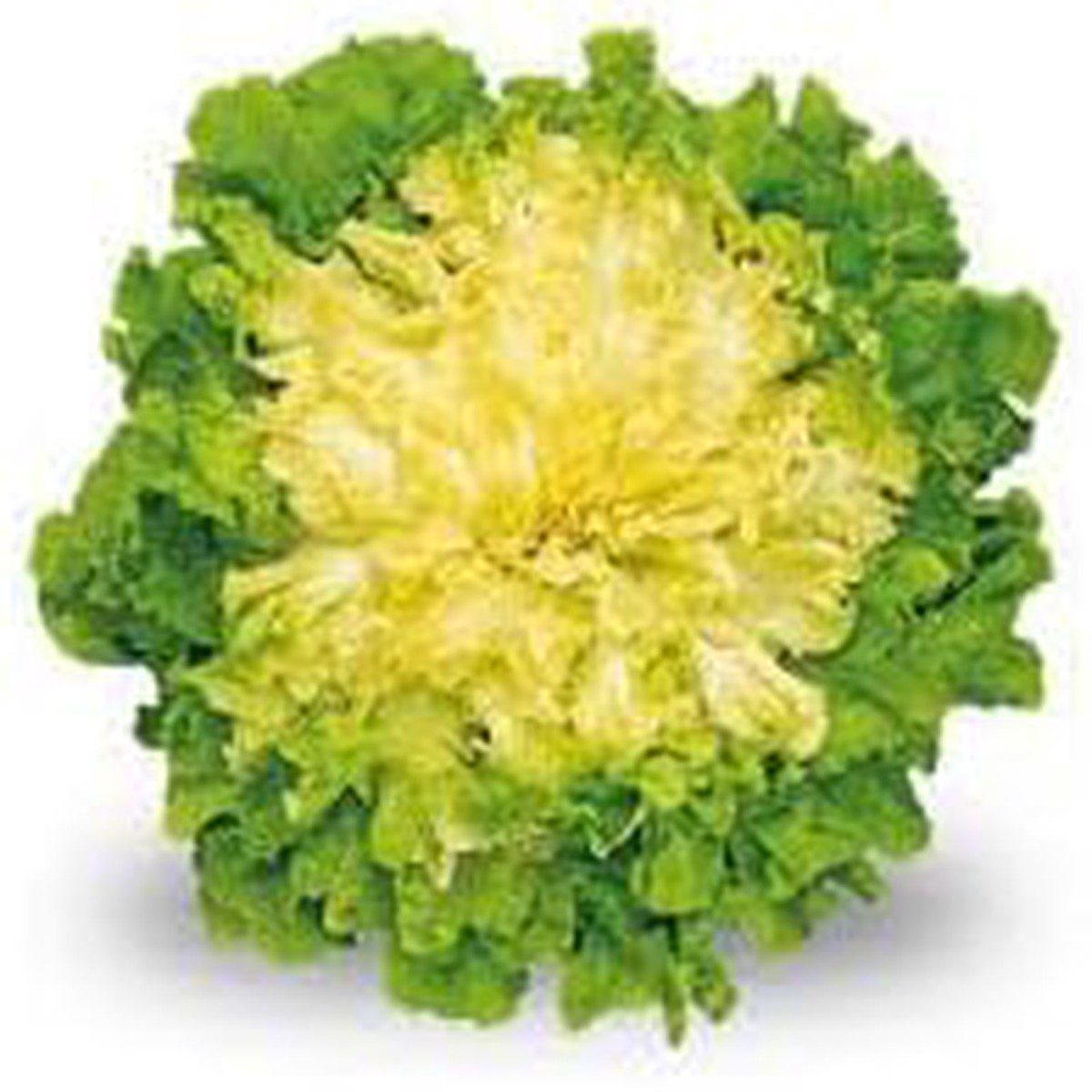 Endive Seeds for Planting Heirloom, Non-GMO, High Germination, Organic Garden Seeds