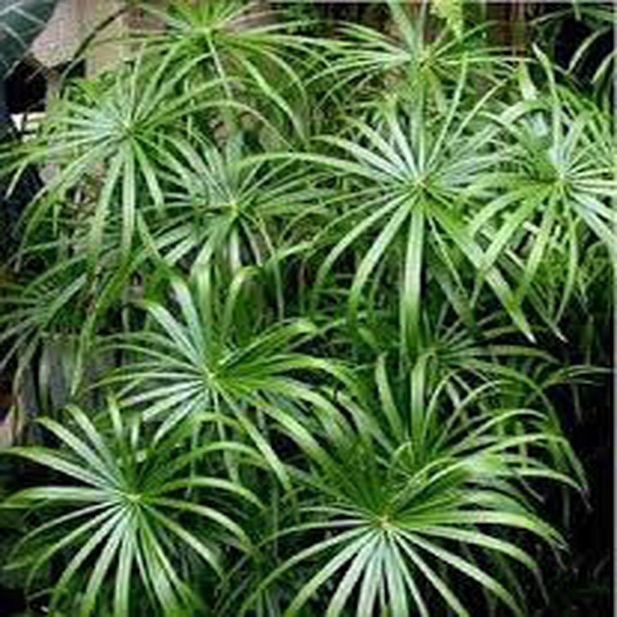 Green Cyperus Alternifolius Planting Seeds for Garden Non-GMO, Heirloom, High Germination Seeds